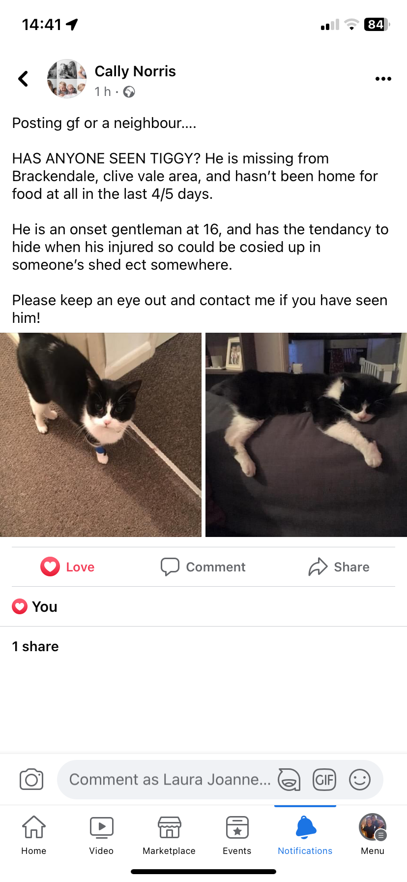 Tiggy  - Brackendale, Hastings