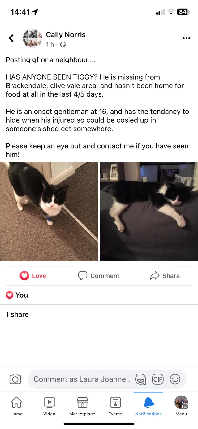 Tiggy - Brackendale, Hastings