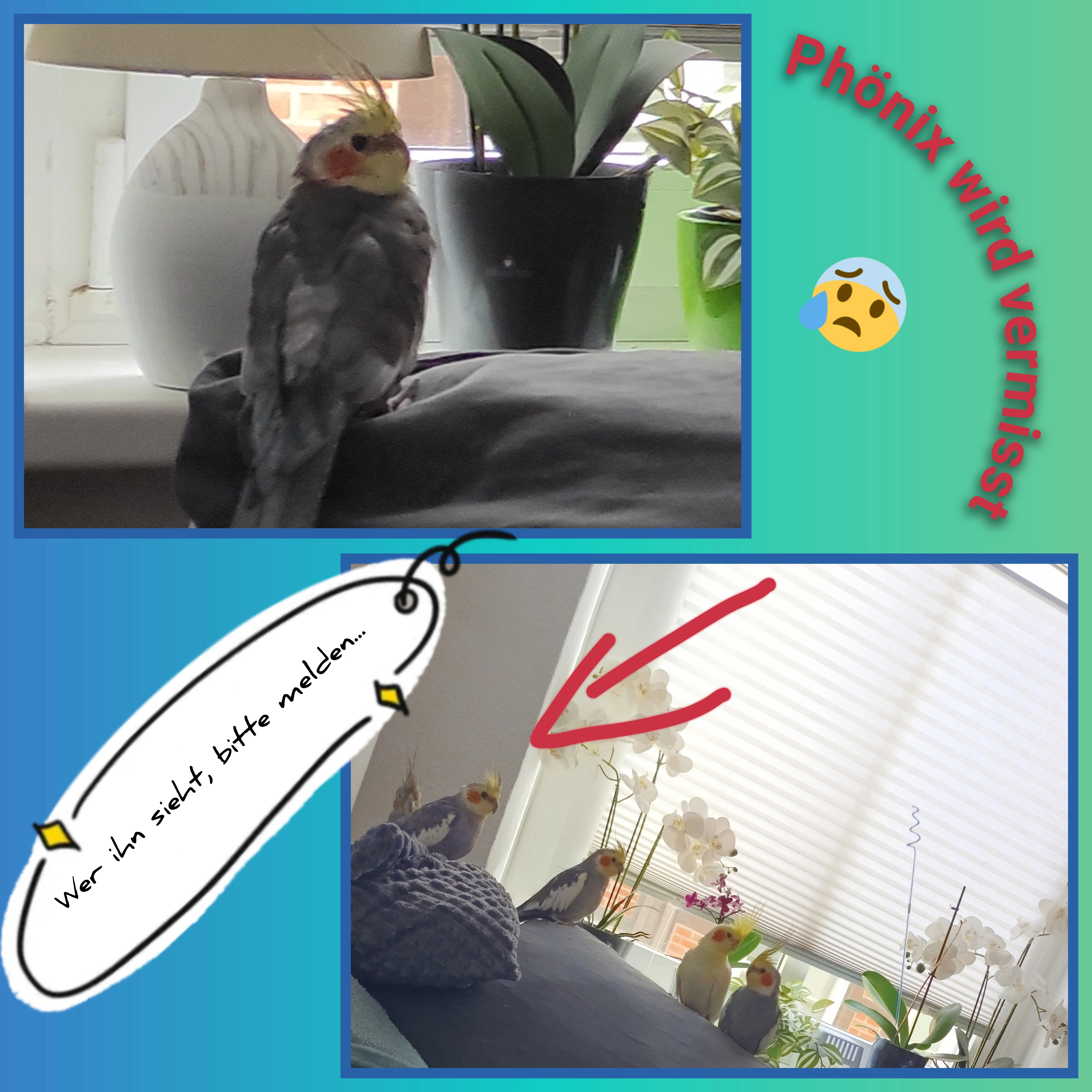 Phönix  - Apothekerstraße, Schwerin