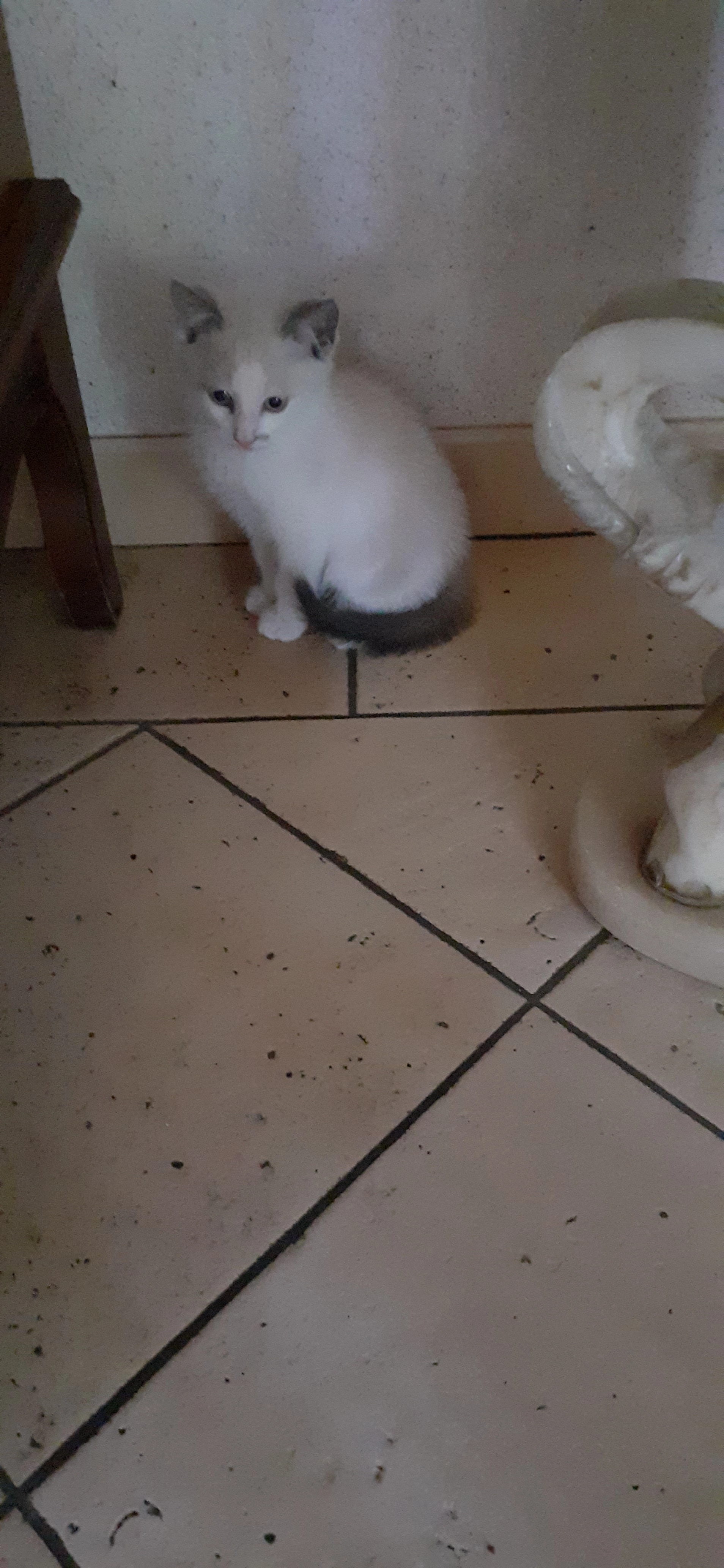 Angel - 148 Allée des Mésanges, Azur