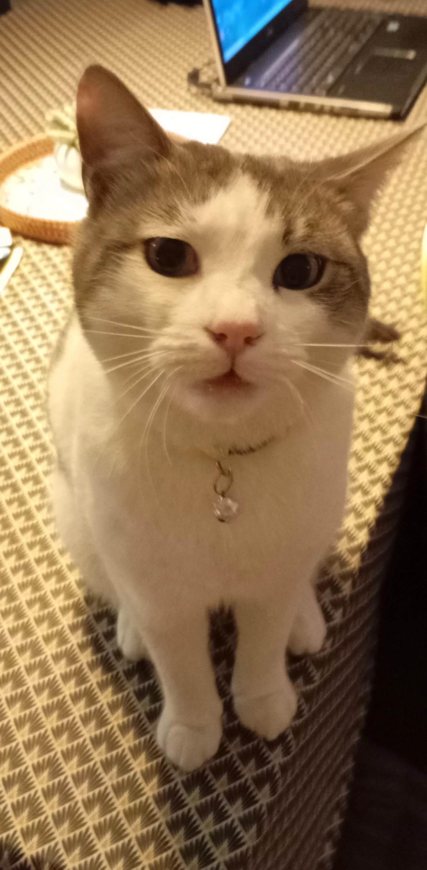 Wifi  - 673J Chemin du Giradou, Poussan