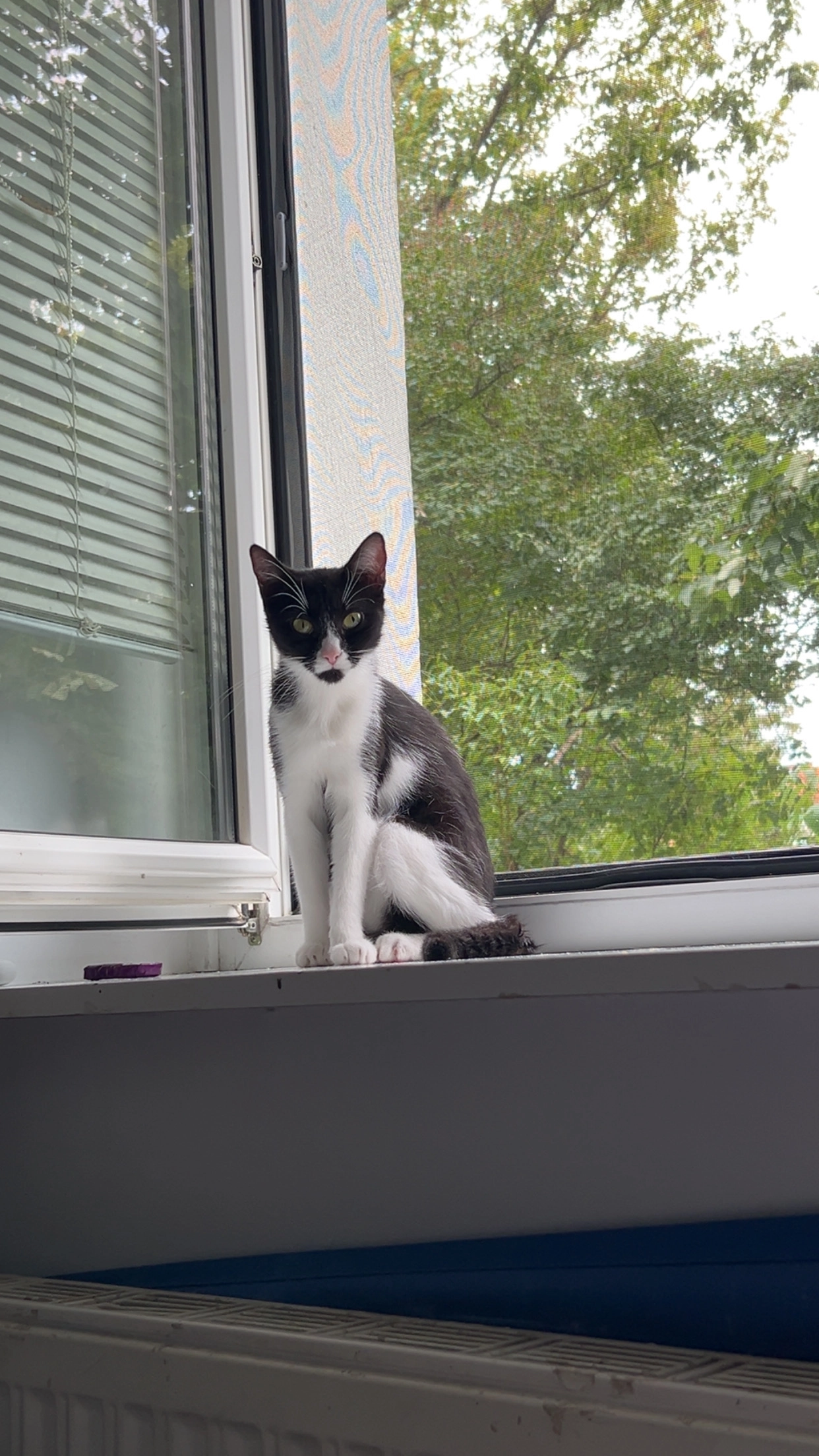 Raya  - Wildgansgasse , Wiener Neustadt