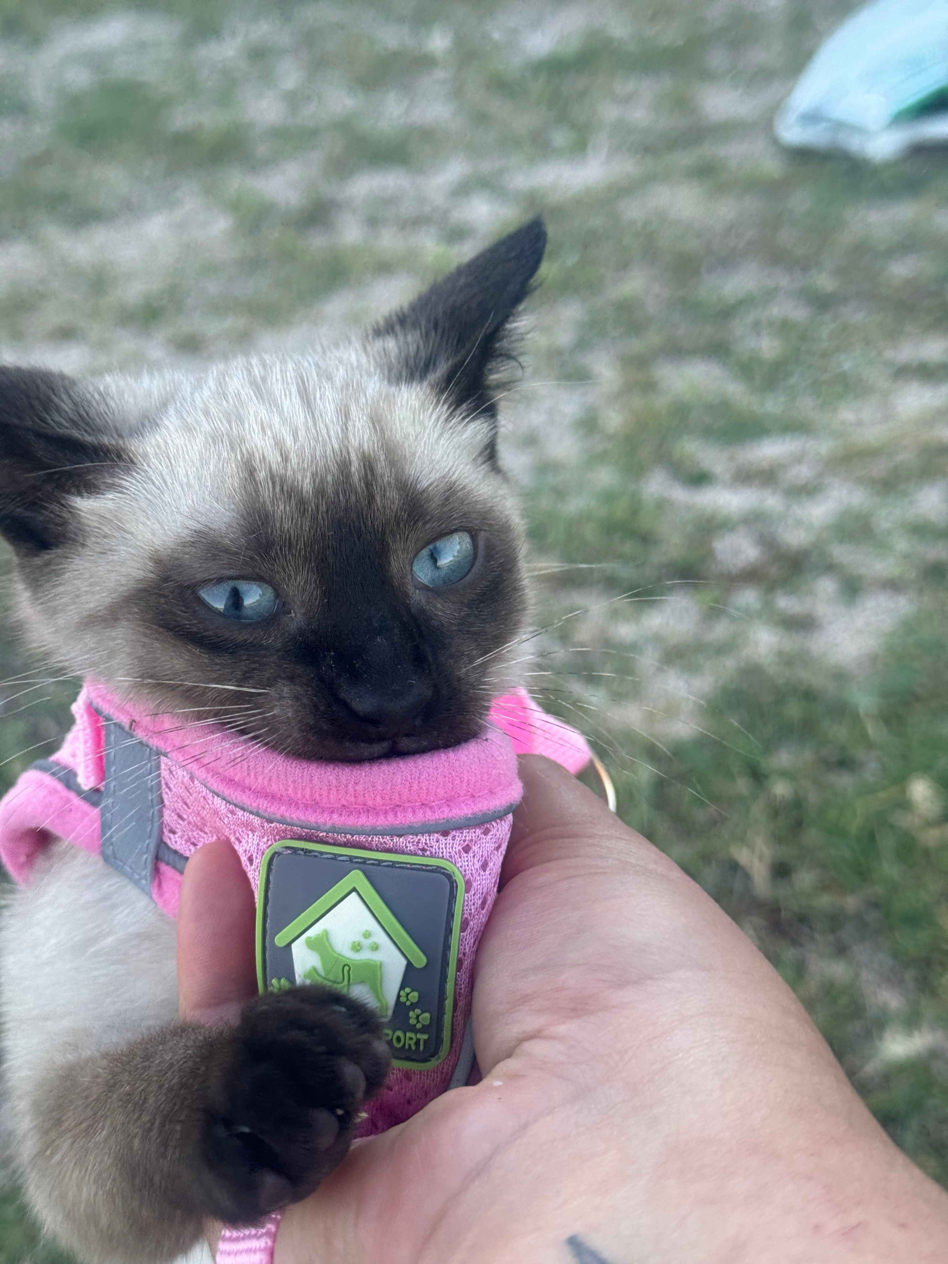 Reina  - Calle de Luis Fernández Urosa, La Cabrera