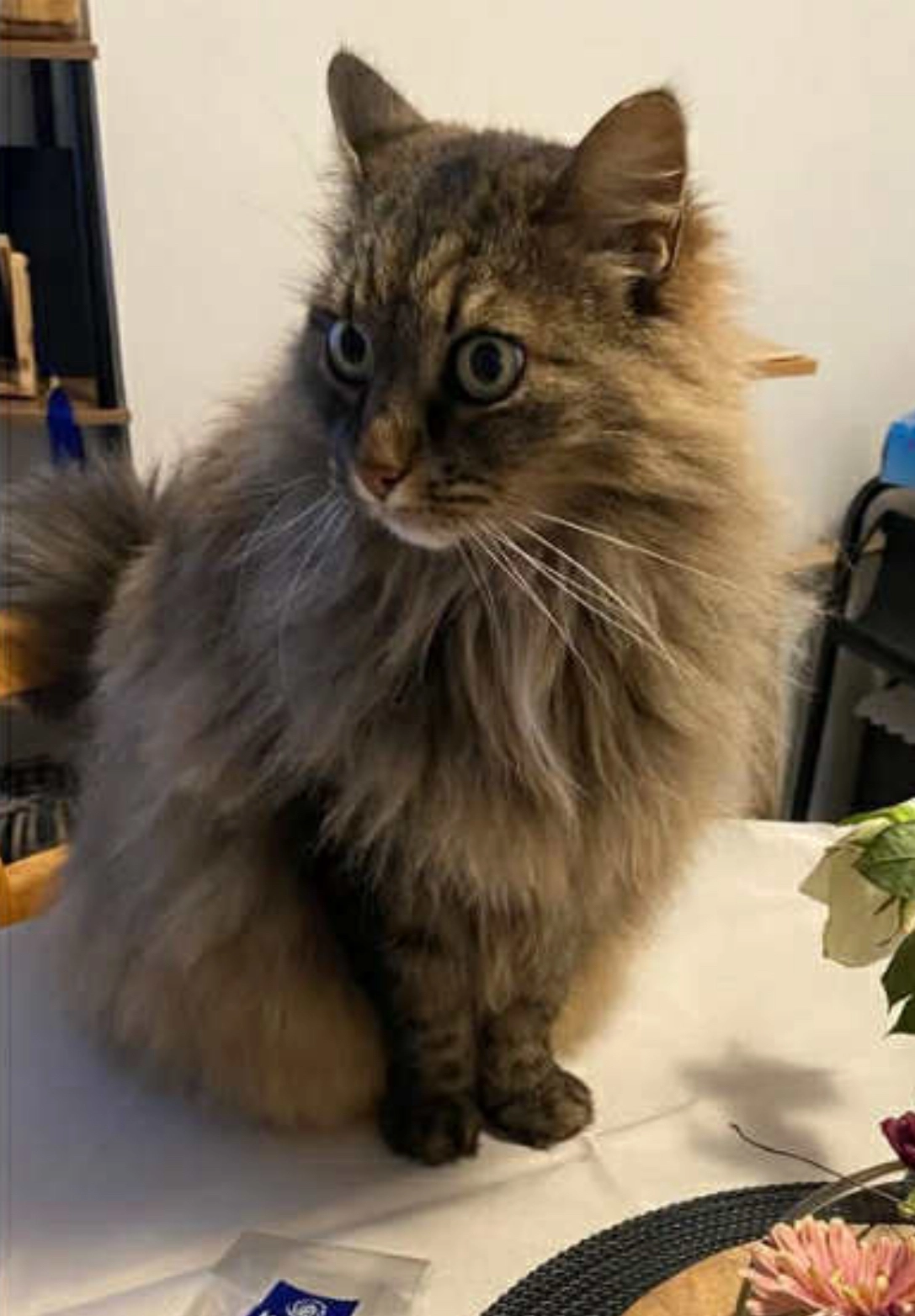 Mimi - Rue de Spangen 38, Ottignies-Louvain-la-Neuve