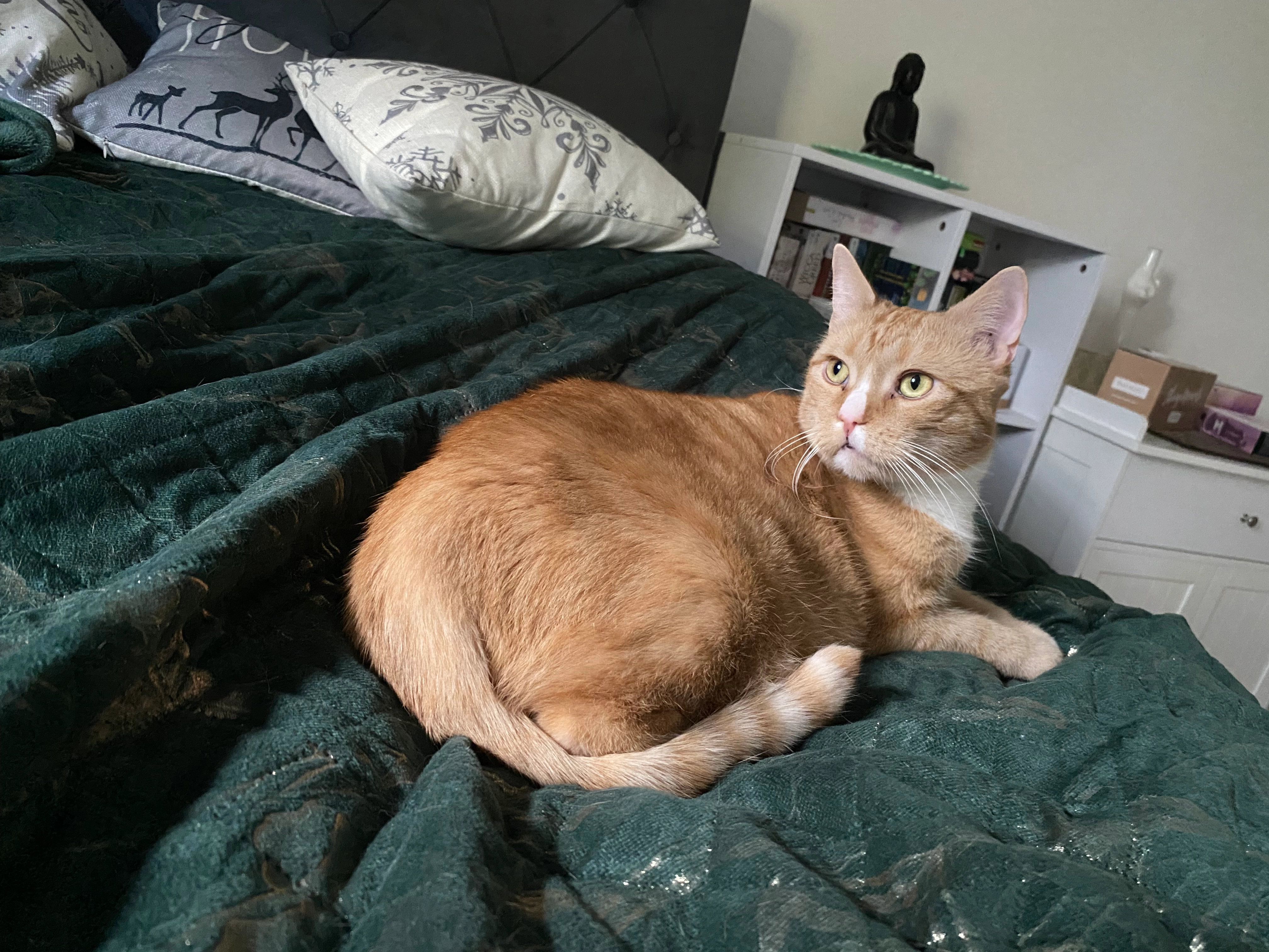 Teddy - Werchower Straße, Calau