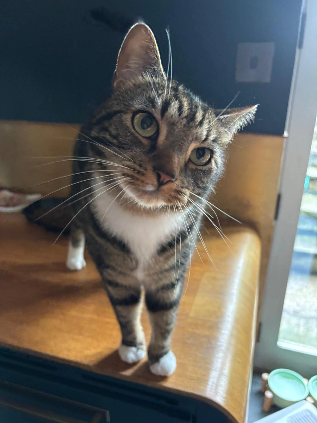 Loki - Sparrowpit, Buxton