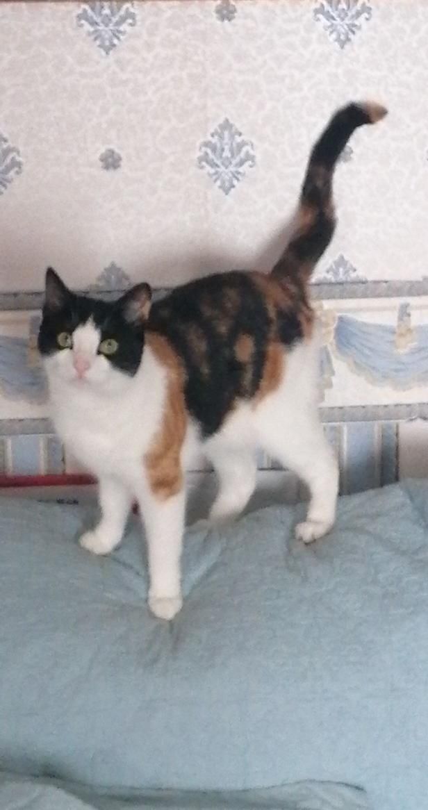 Rosie - Preston Heights, Kilmeage