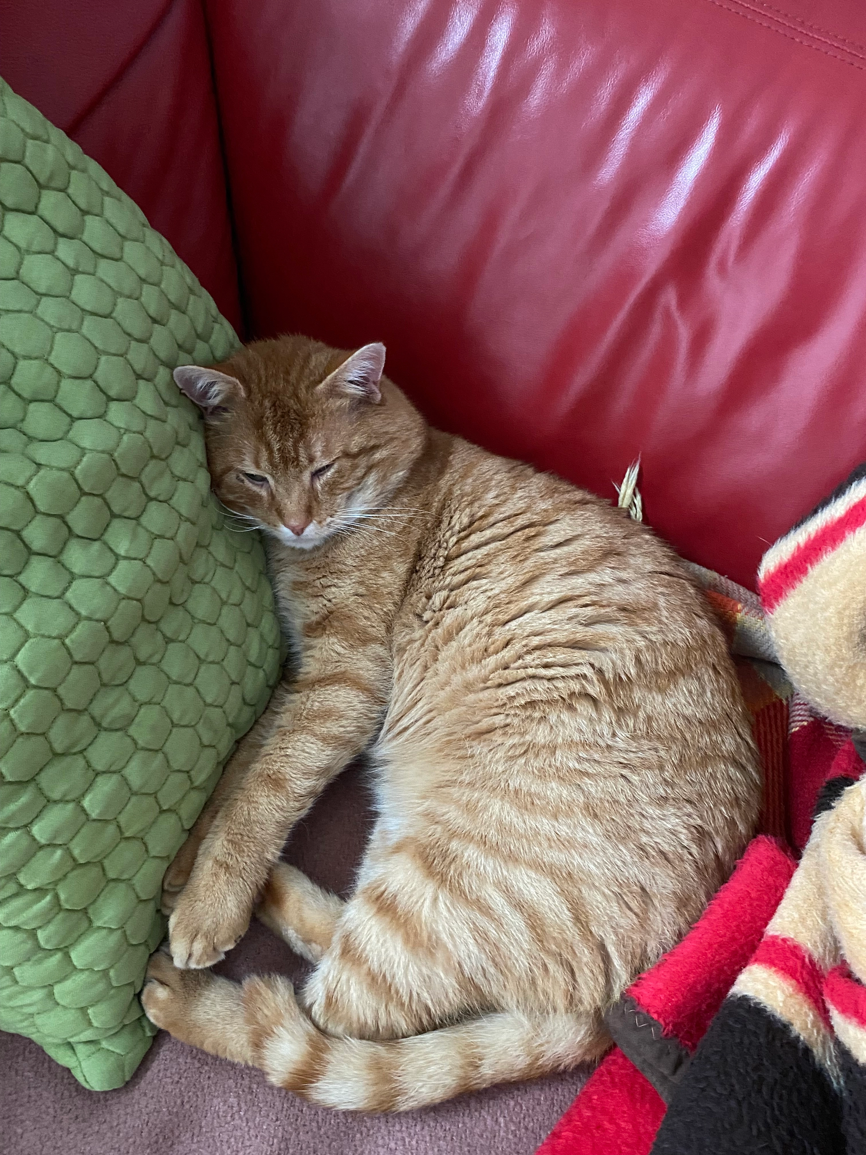 Olli - Zwickauer Straße, Chemnitz