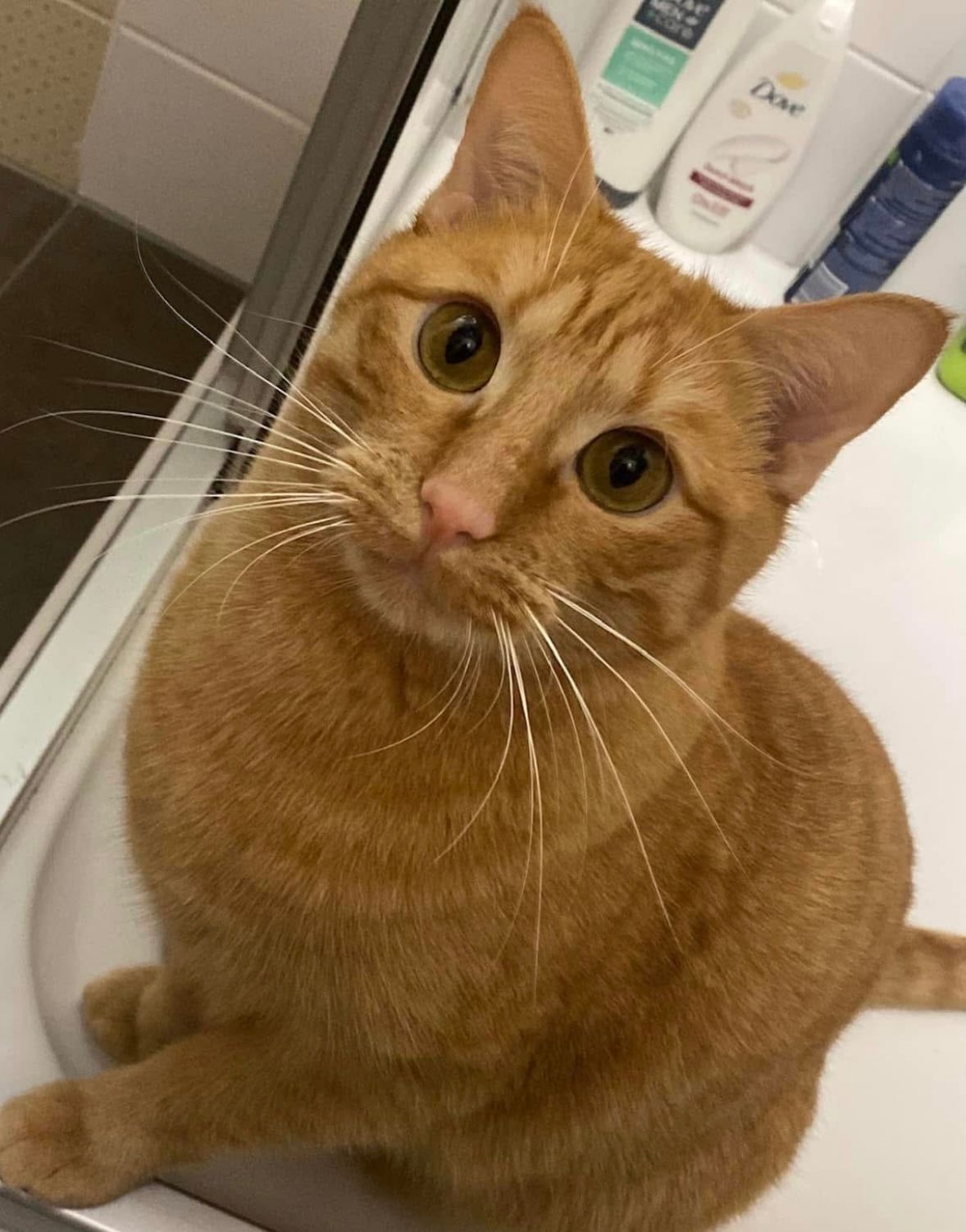 Garfield - Am Deutschhof, Schweinfurt