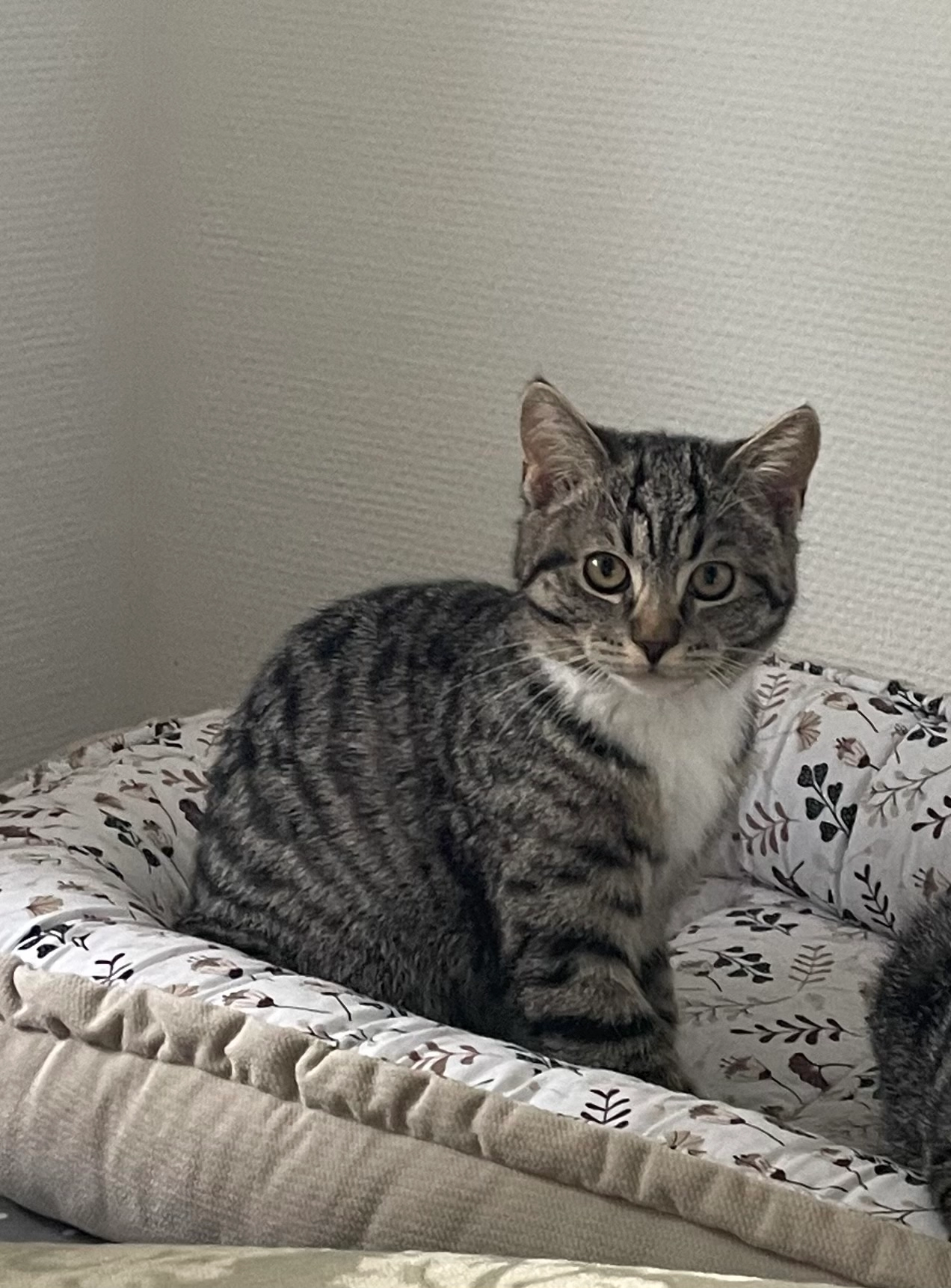 Lotte - Borgholzhauser Straße, Versmold