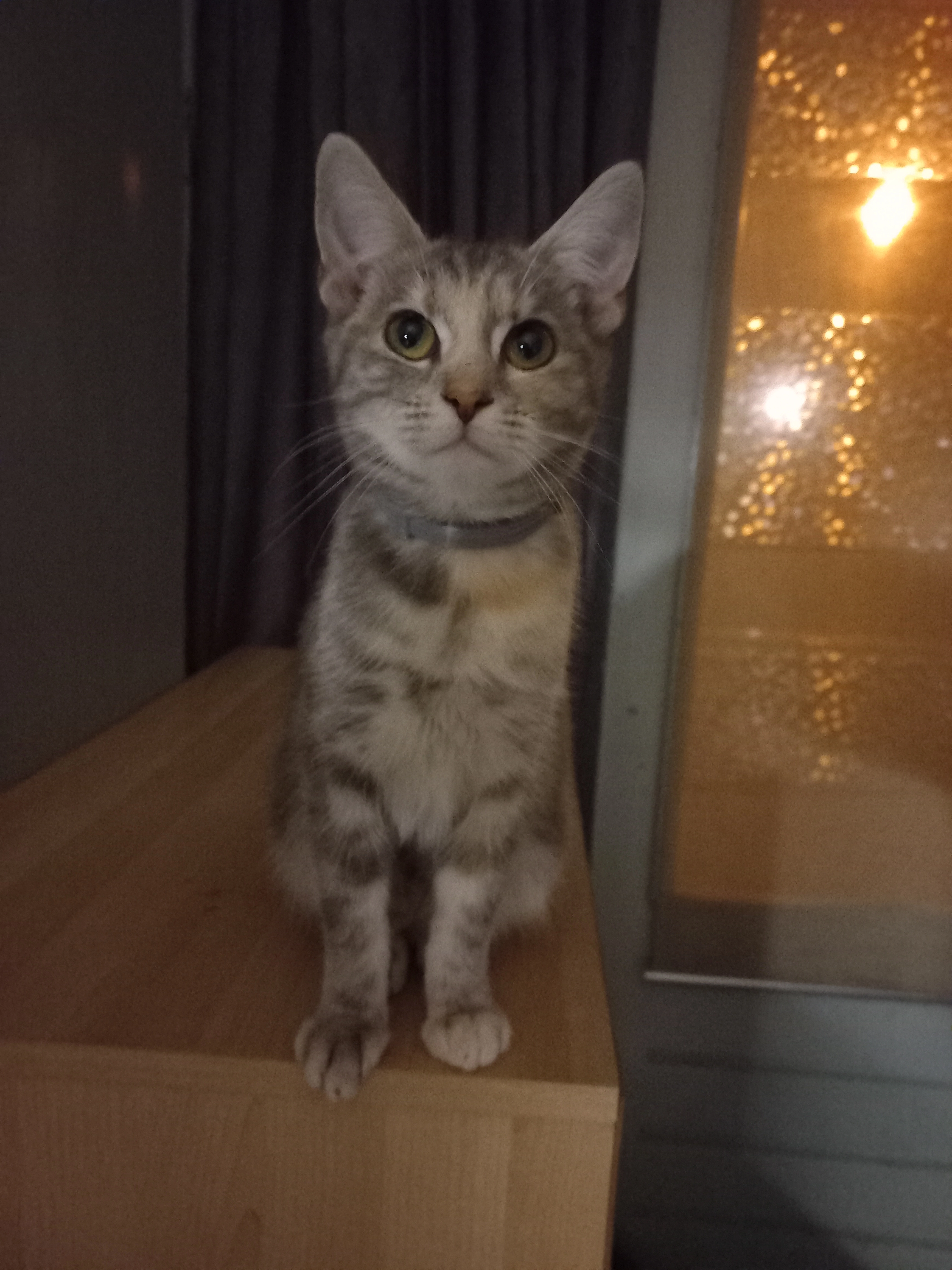 Purple Haze (purppie) - Wibenaheerd, Groningen