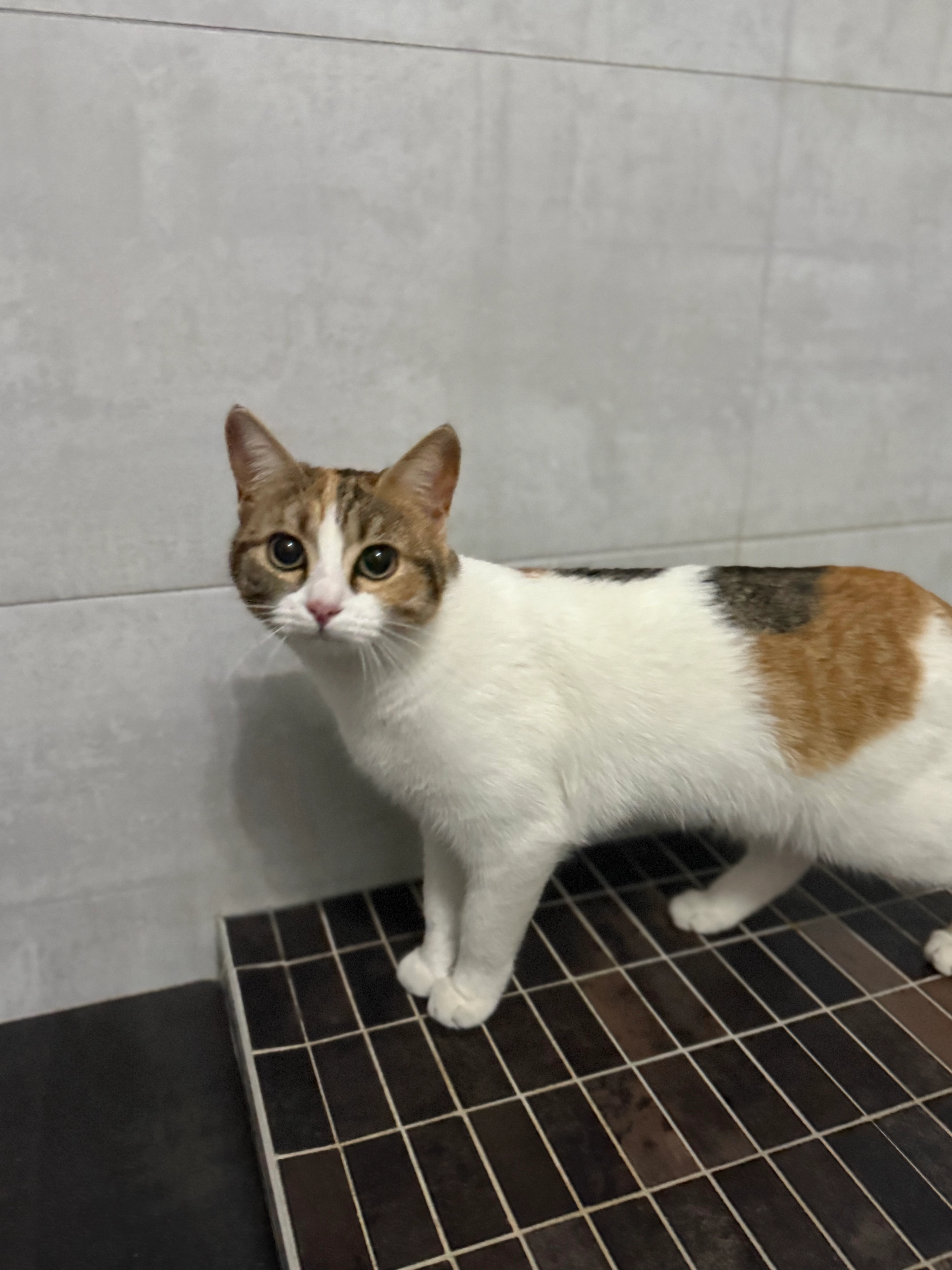 Peyrle - 8B Rue du Jeu de Paume, Saint-Nicolas-de-Port