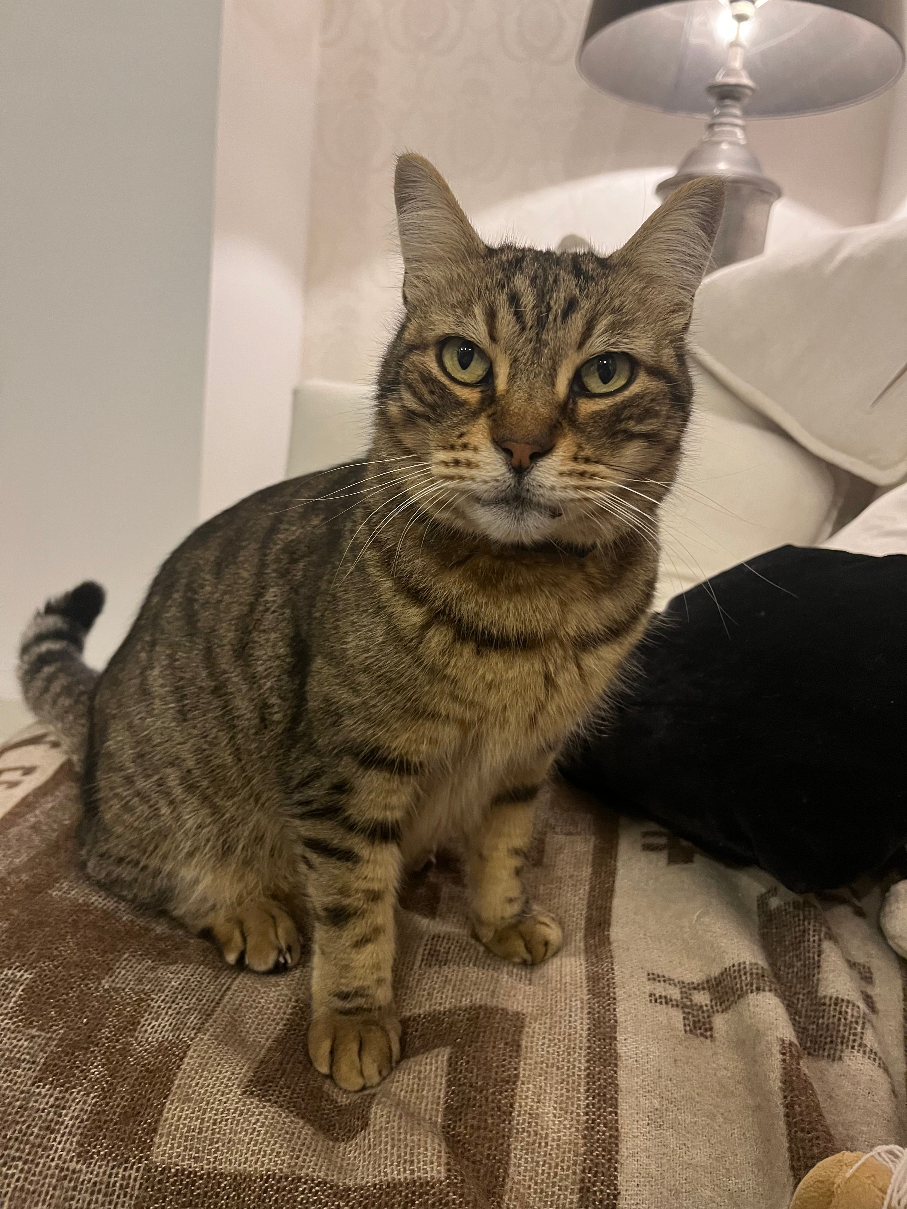 Monty - Avinguda Dels Garrofers, Sitges