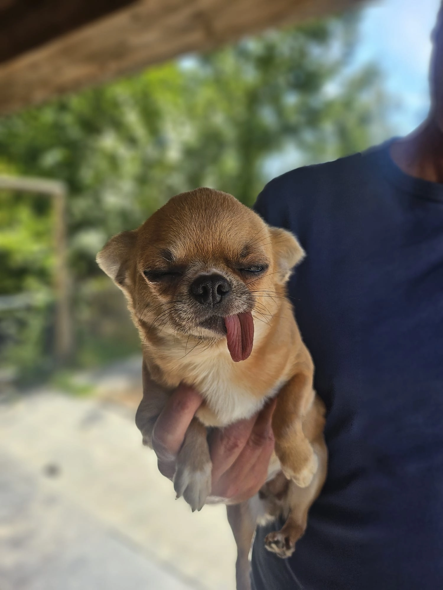 Carbonneke - Antwerpseweg 45, Beerse