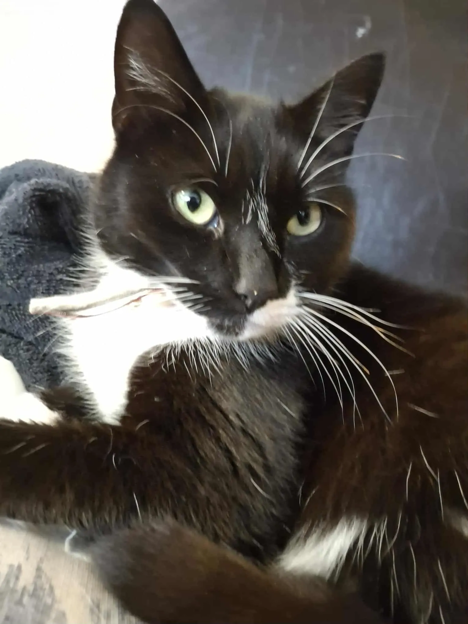 Misty - Morven road , Cambuslang