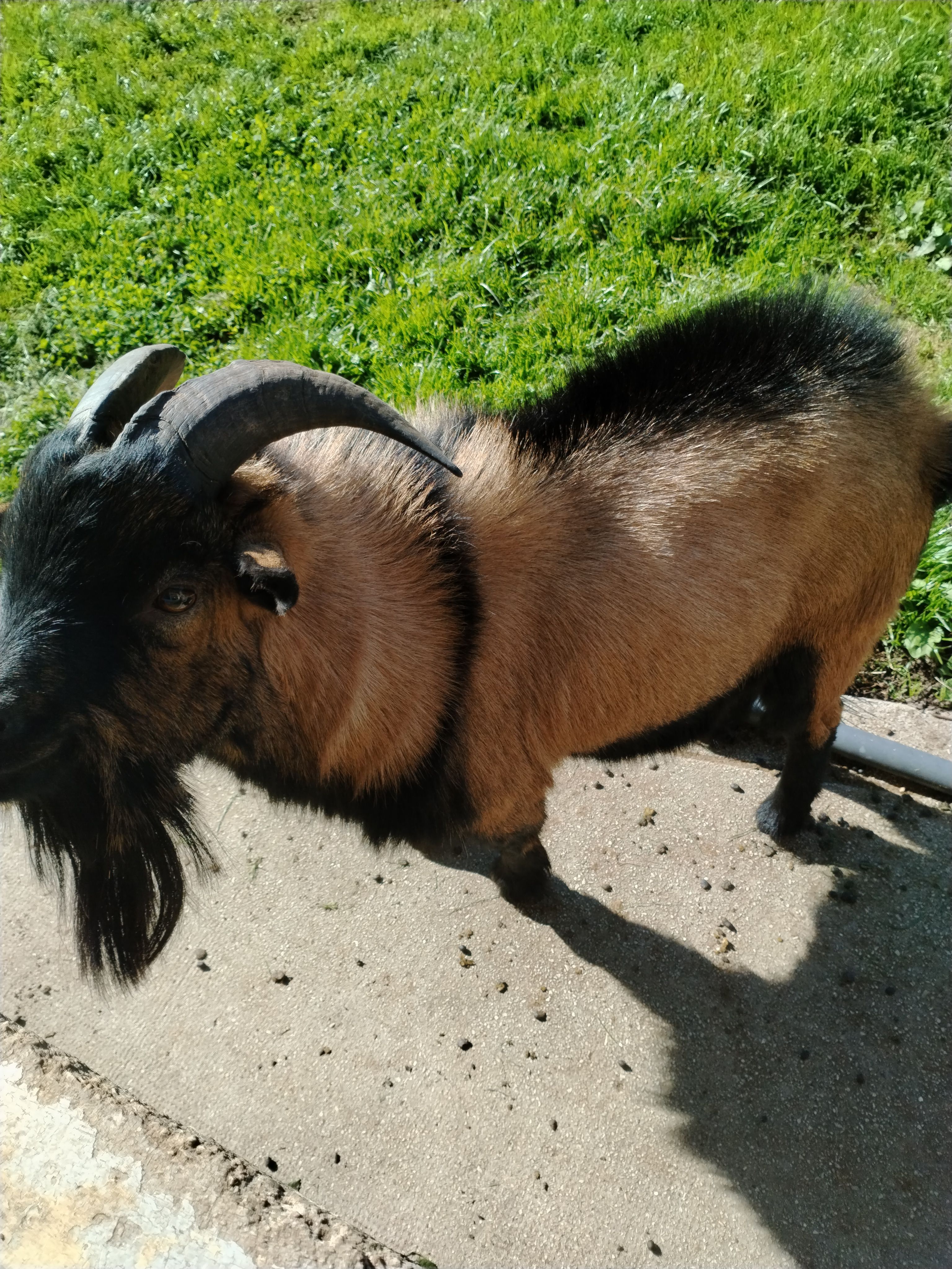 Pépito  - Le Chatelier, Pré-en-Pail-Saint-Samson
