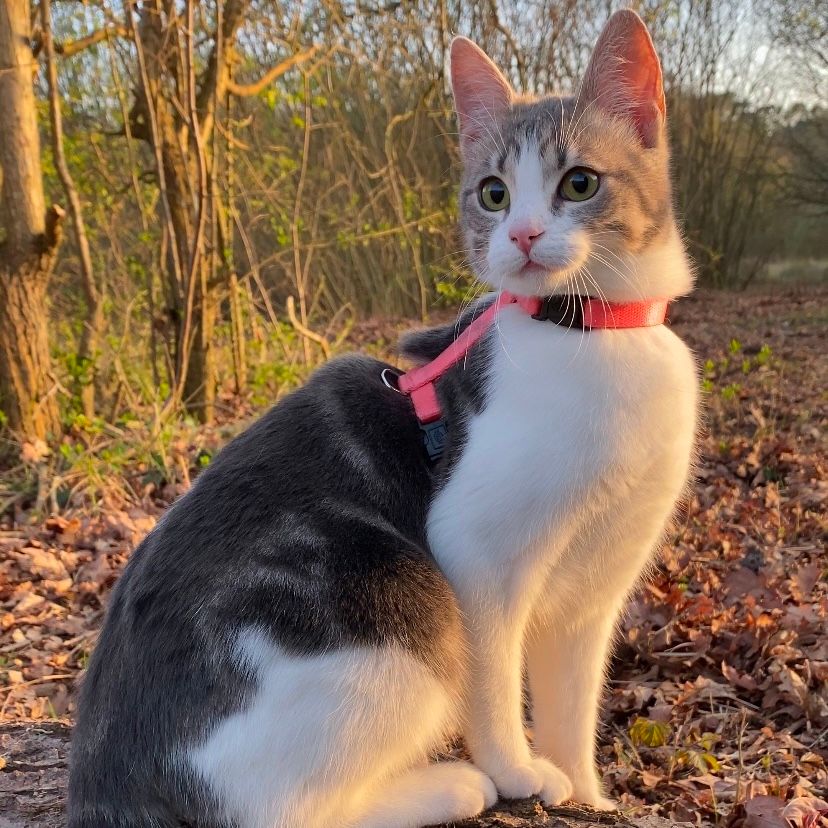 Nour - Rue Du Général Marchand, Étaples