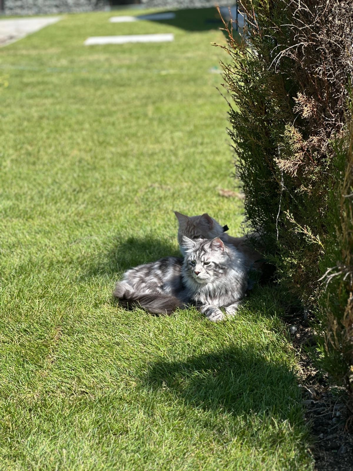 Pumba - Grüntenstraße, Schwabmünchen