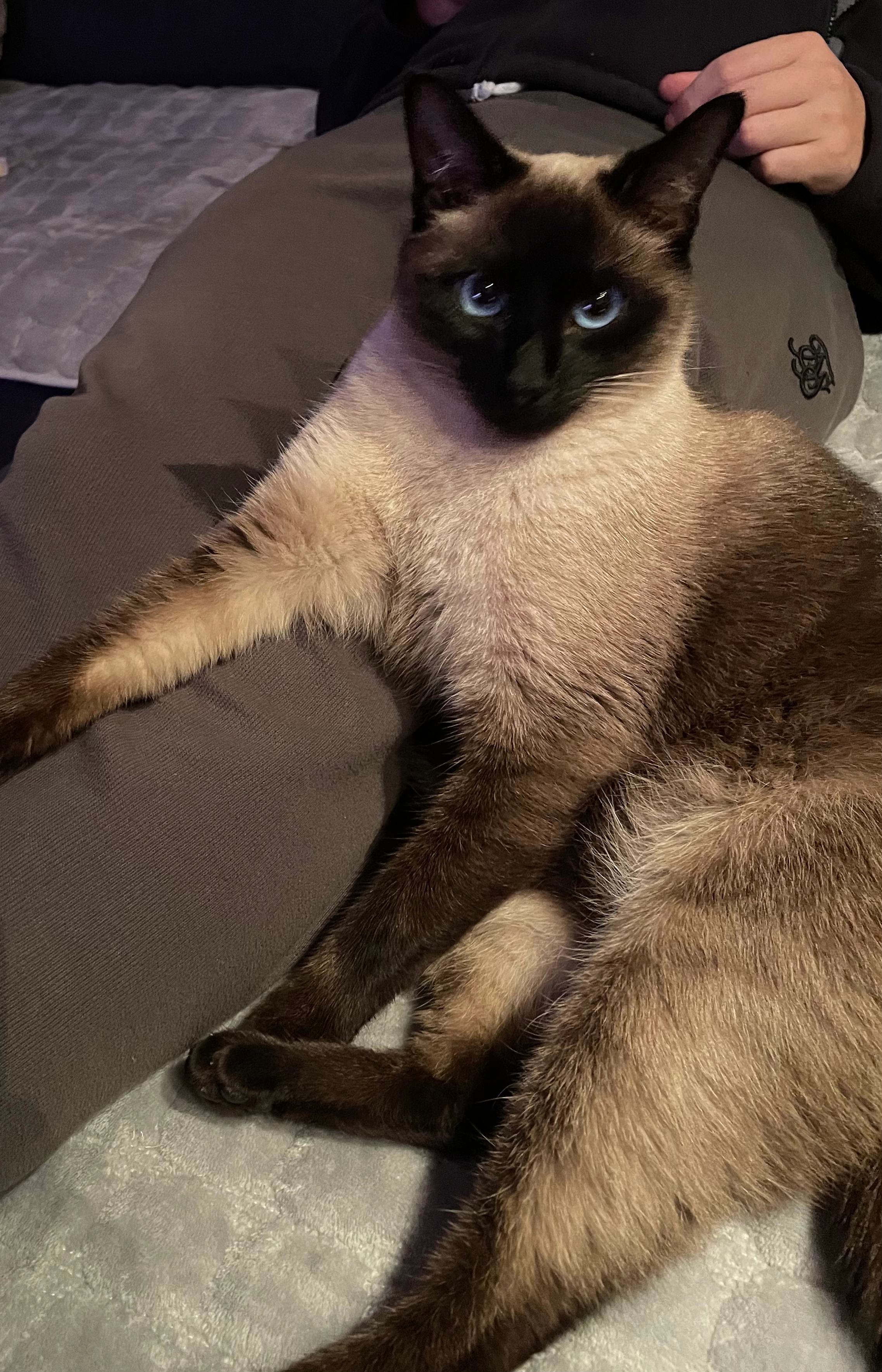 Boss - Borghorster Straße, Laer