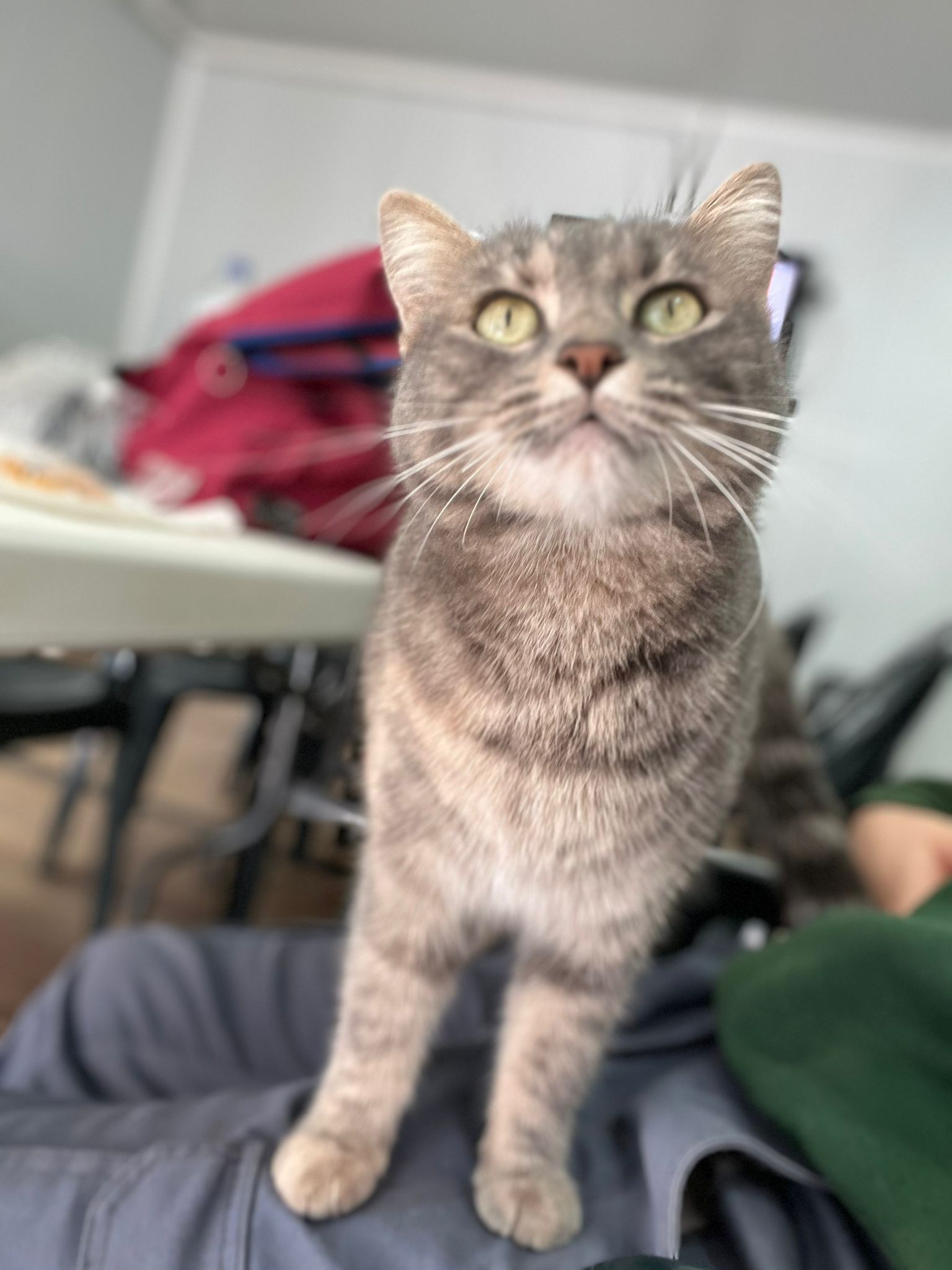 Chanel - Av Jimenado (Rocas) (Los Rocas), Torre-Pacheco