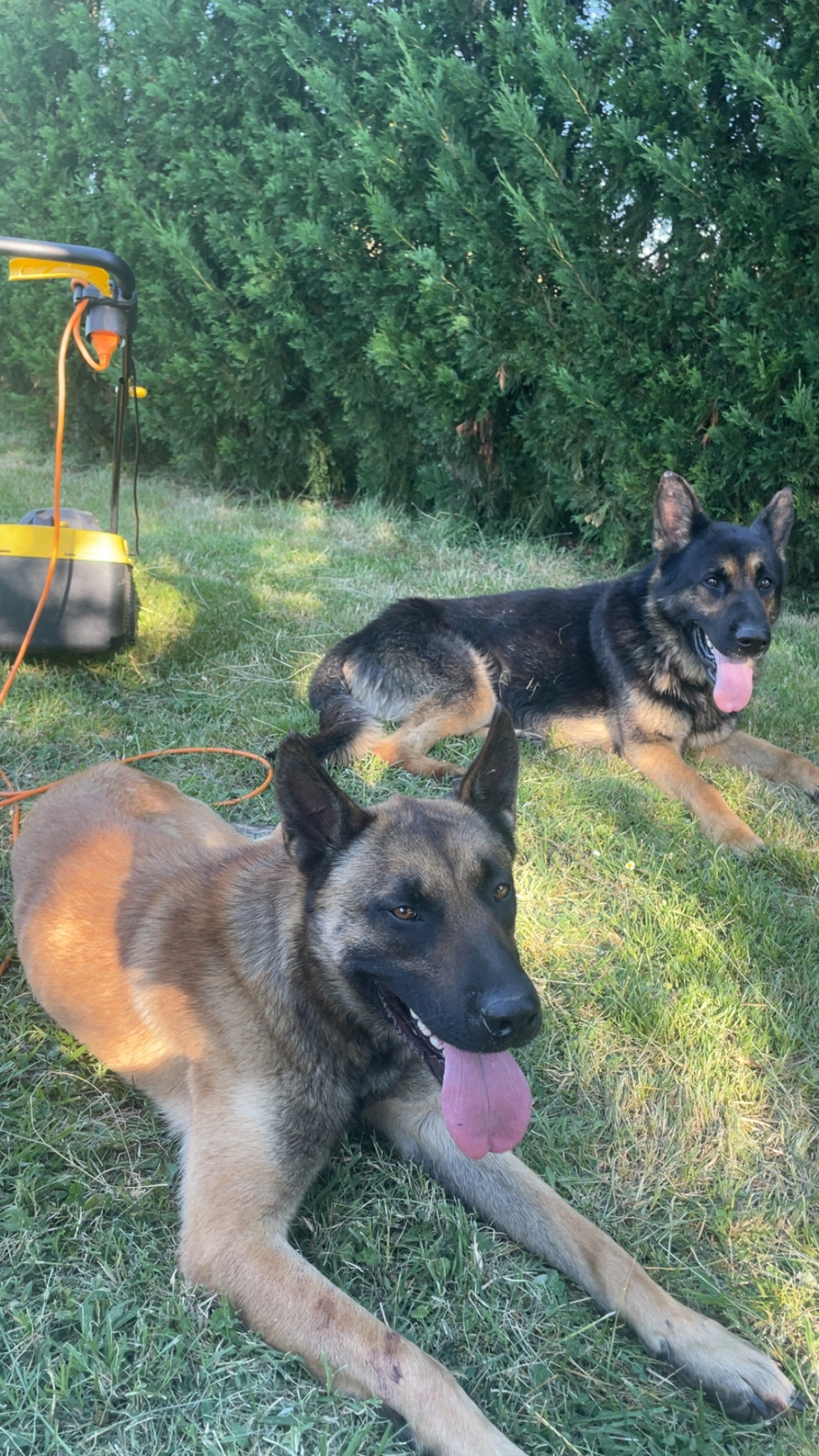 Usko et django - 3115 Route des Fourrières, Castelsarrasin