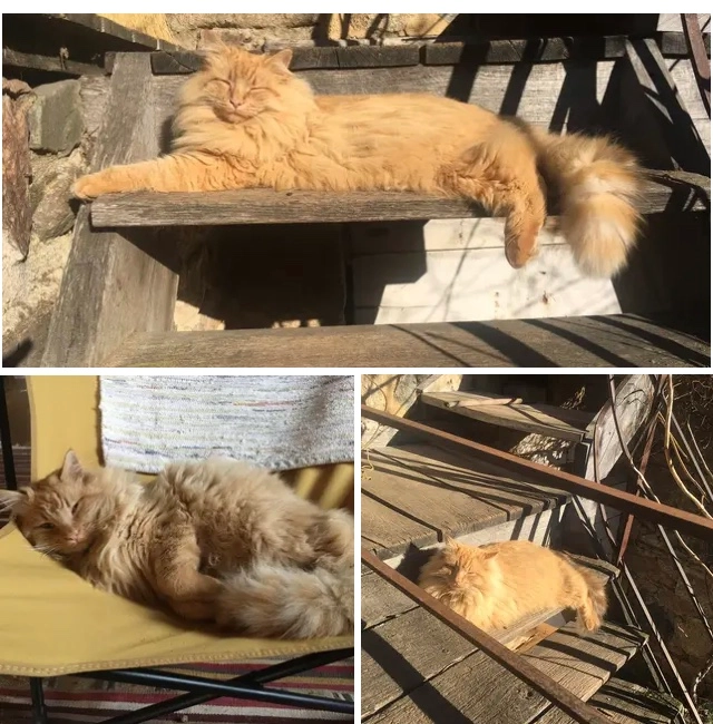 Archi - Impasse Fleurie, Montrottier