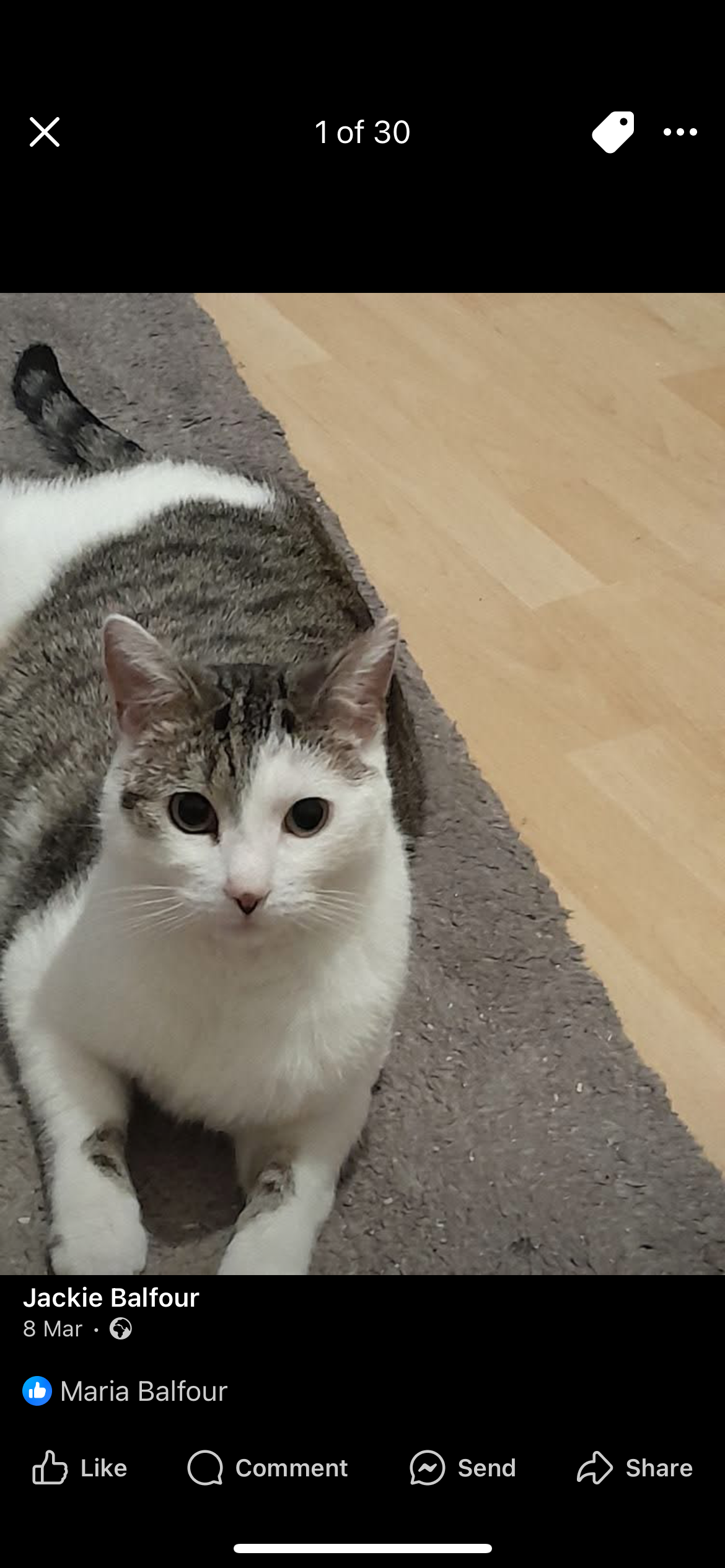 Milo - Hazelbank Gardens, Stirling