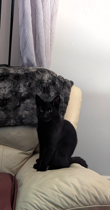 Harley  - Alderbrook Way, Crowborough