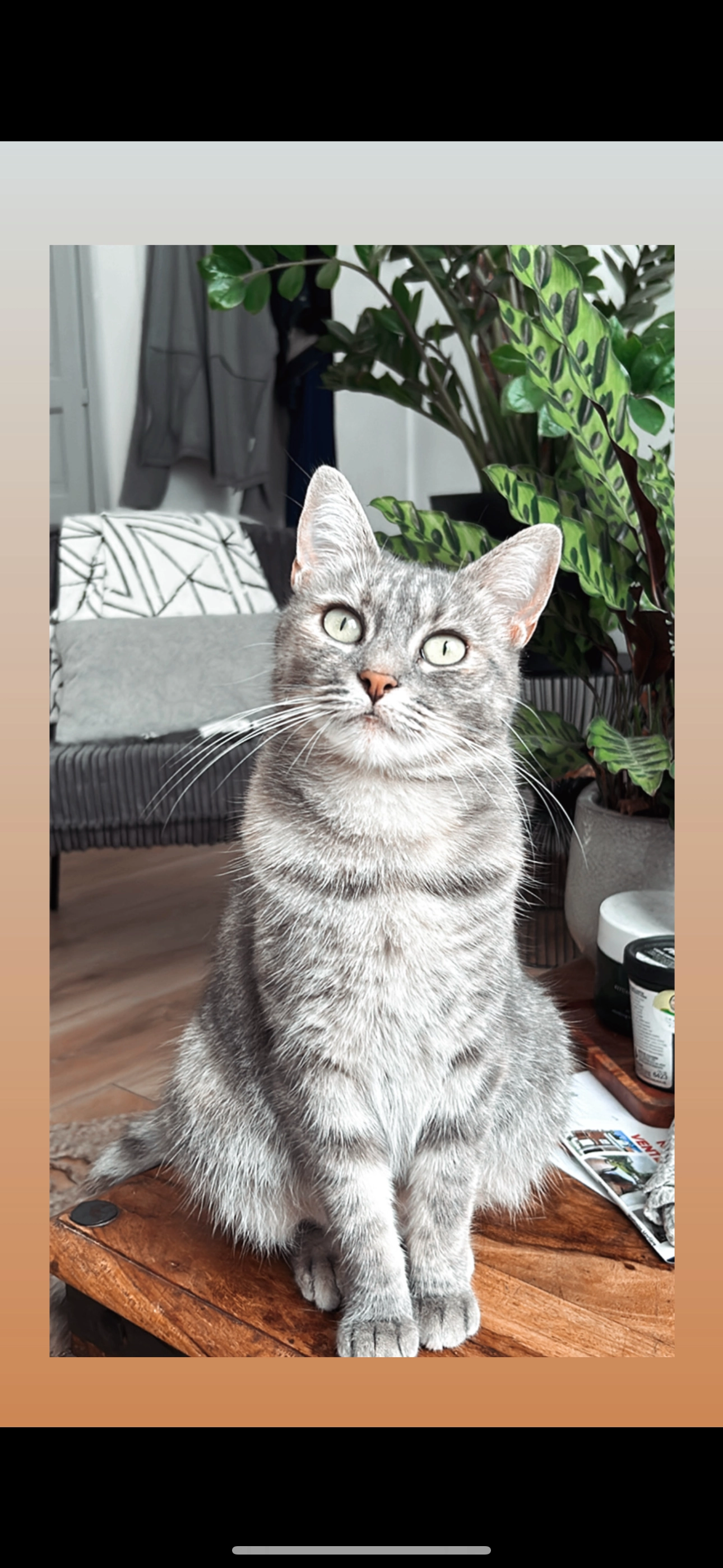 Shadow - 41 Rue de la Bonne Nouvelle, Tourcoing