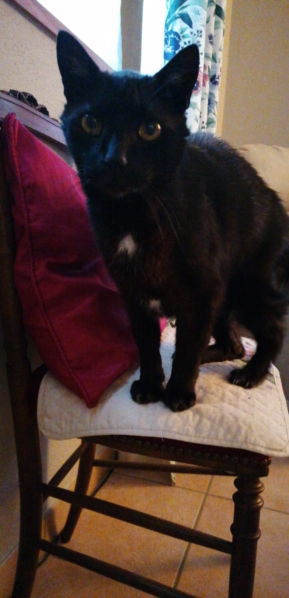 Doudou  - 485 Route de Crozet, Thoiry