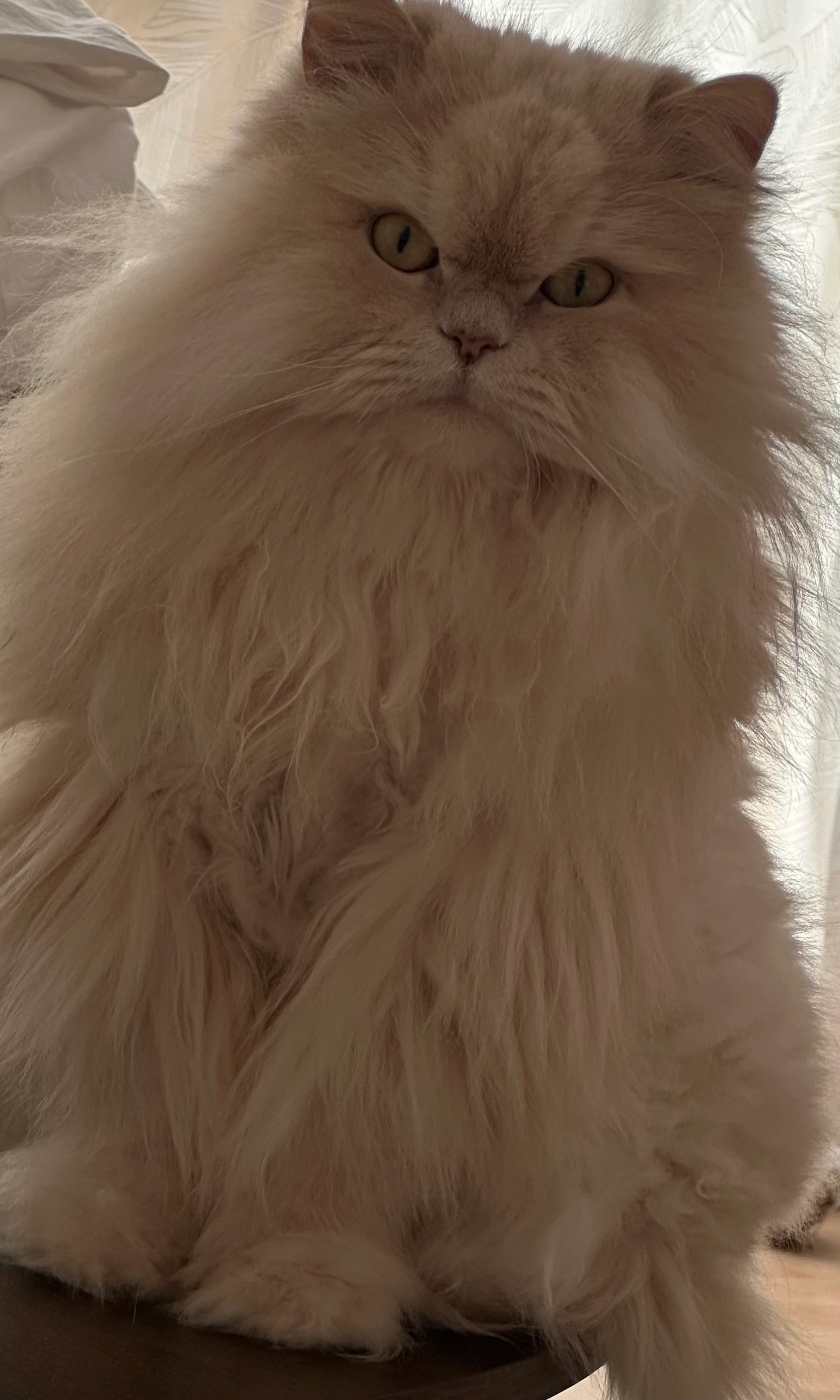 Mura - Wilhelm-von-Euch-Straße, Osnabrück