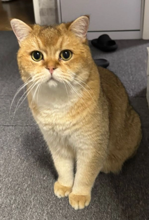 Tom - Lechstraße, Braunschweig