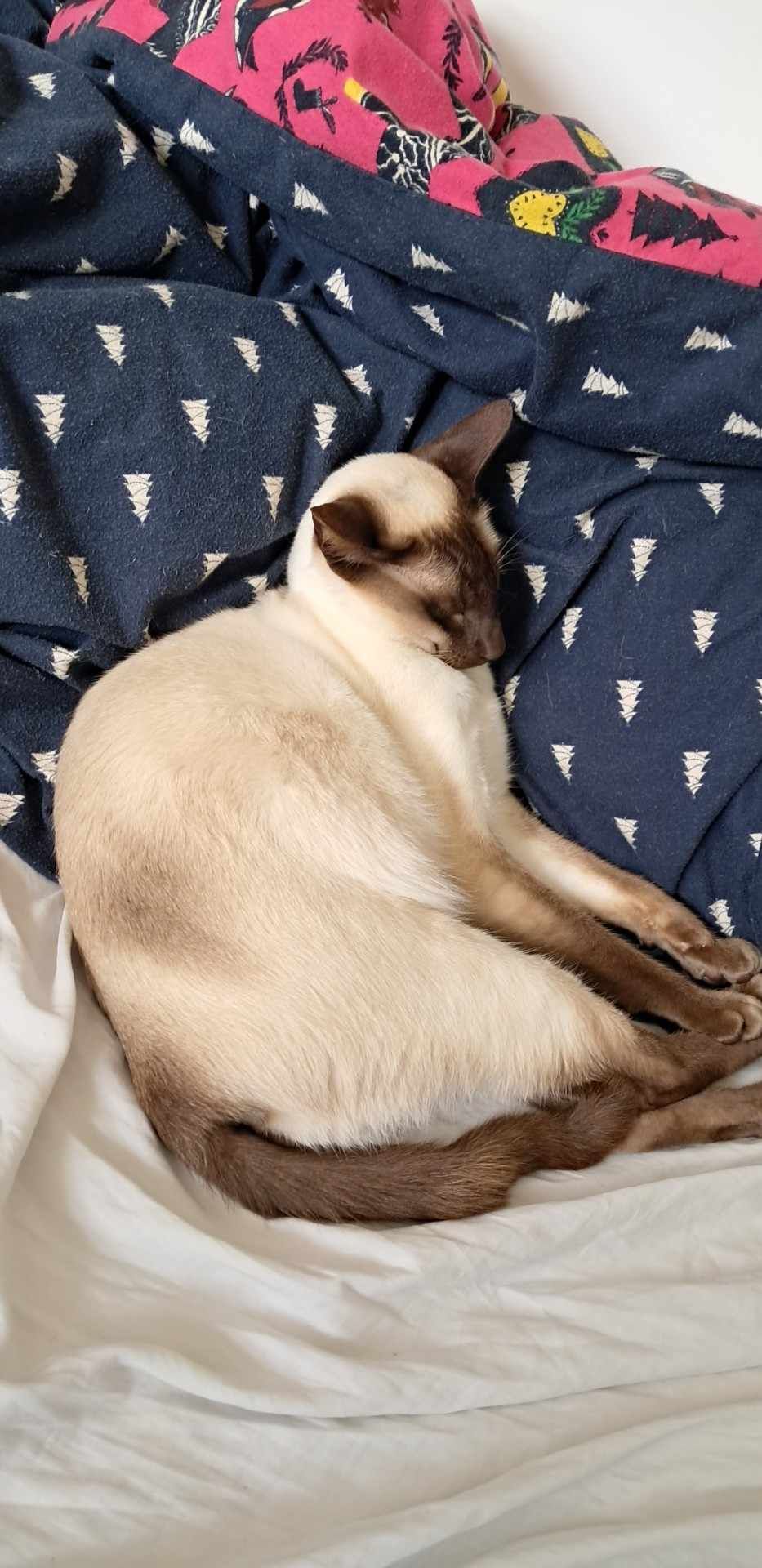 Roman - R158, Summerhill