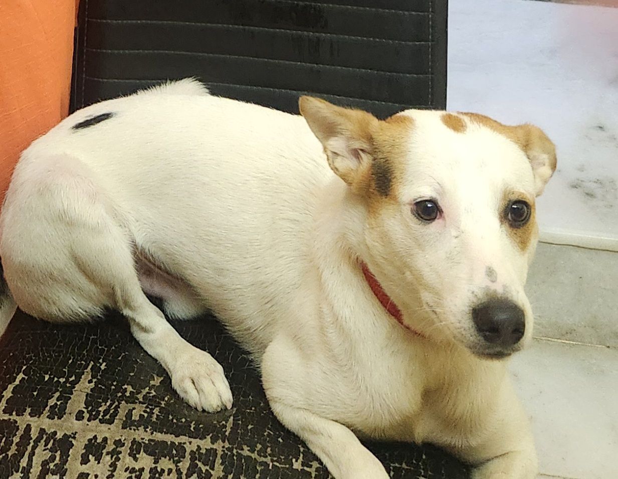 Jimmy - Modi Hospital Main Road, near rajajinagar metro station,   rajajinagar,  Bangalore, Karnataka , Bengaluru