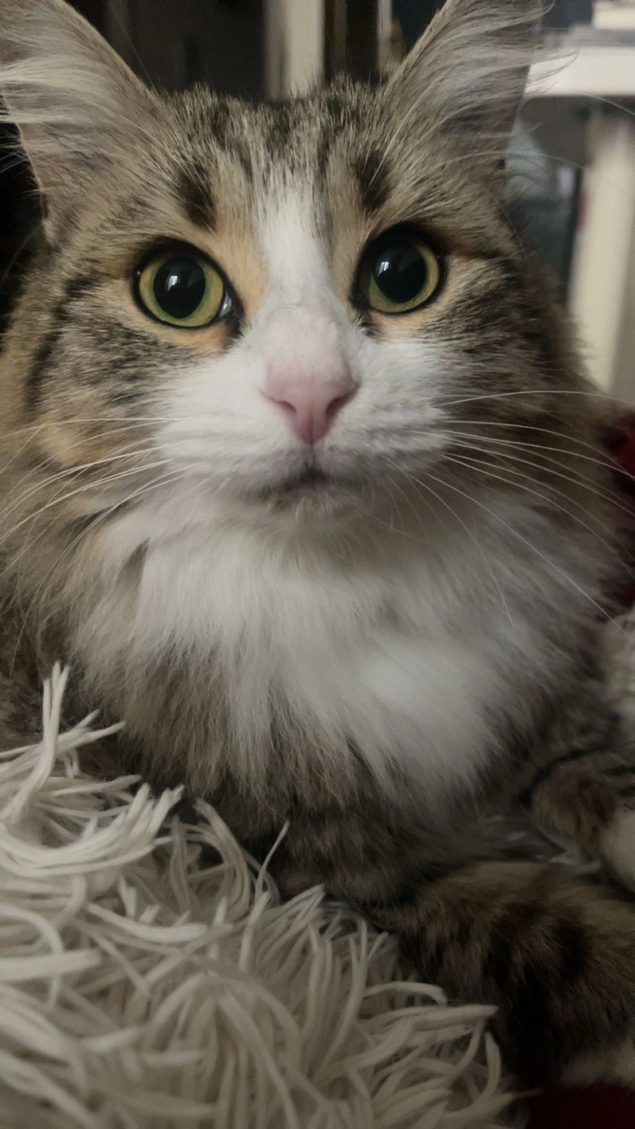 Lilo  - 32 Rue Querigut, Béziers