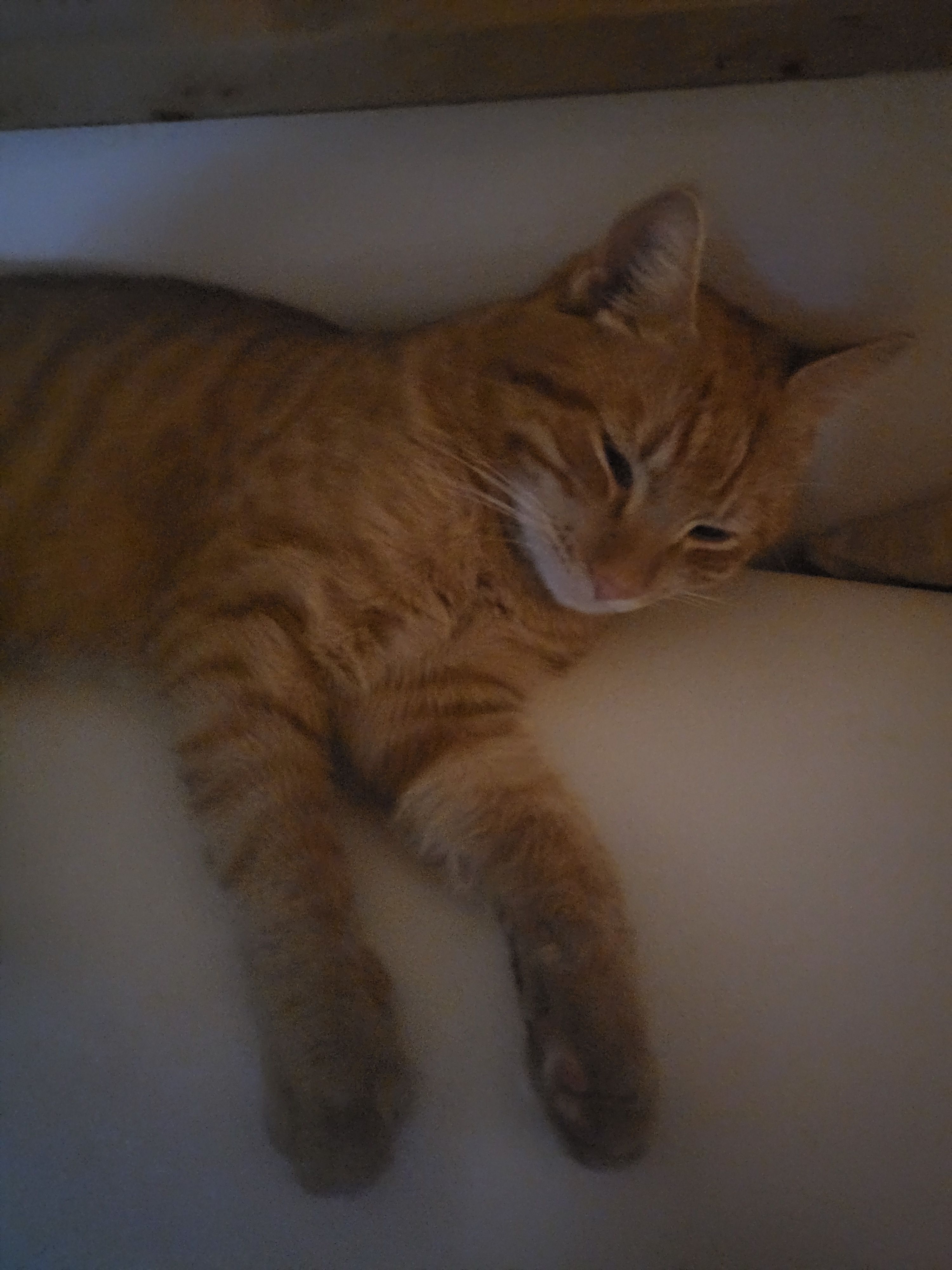 Burli - 8294, Rohr bei Hartberg