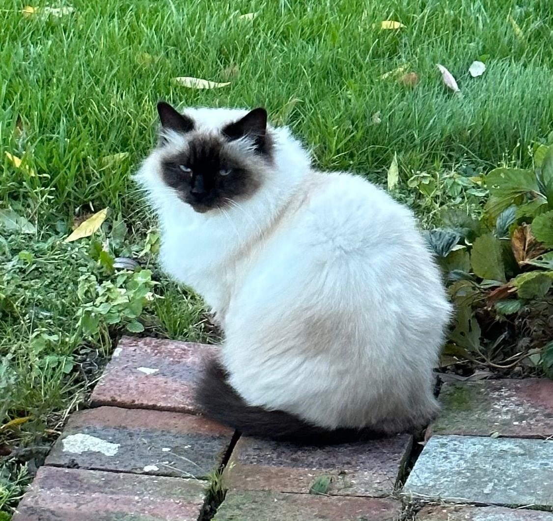 Idylle - 16B Rue du Maupas, Le Fidelaire