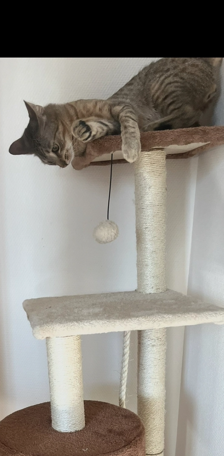 Yuki - Résidence Jean-Pierre Theisen, Esch-sur-Alzette