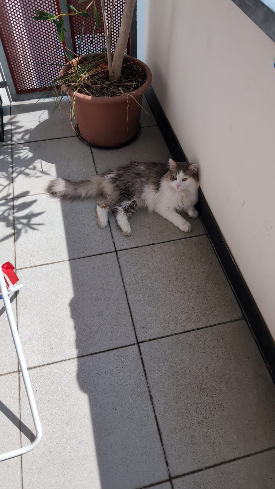 Morty - 59557, Lippstadt