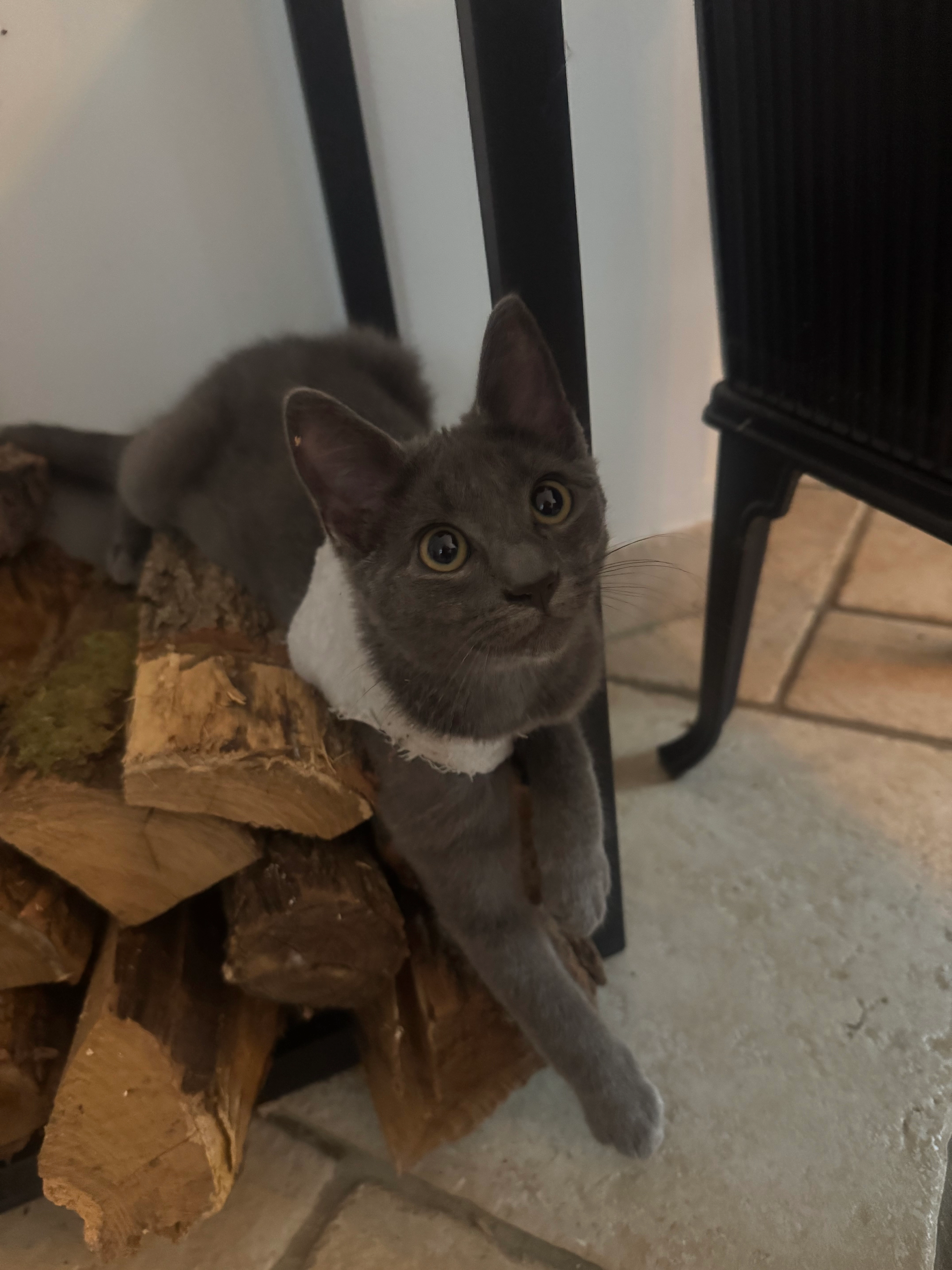 Shadow - 98 Avenue du Maréchal Maunoury, Blois