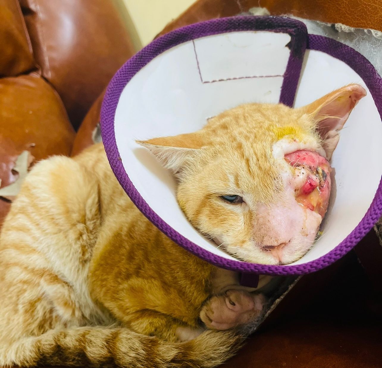 Ram - 7th Cross Road, Bengaluru