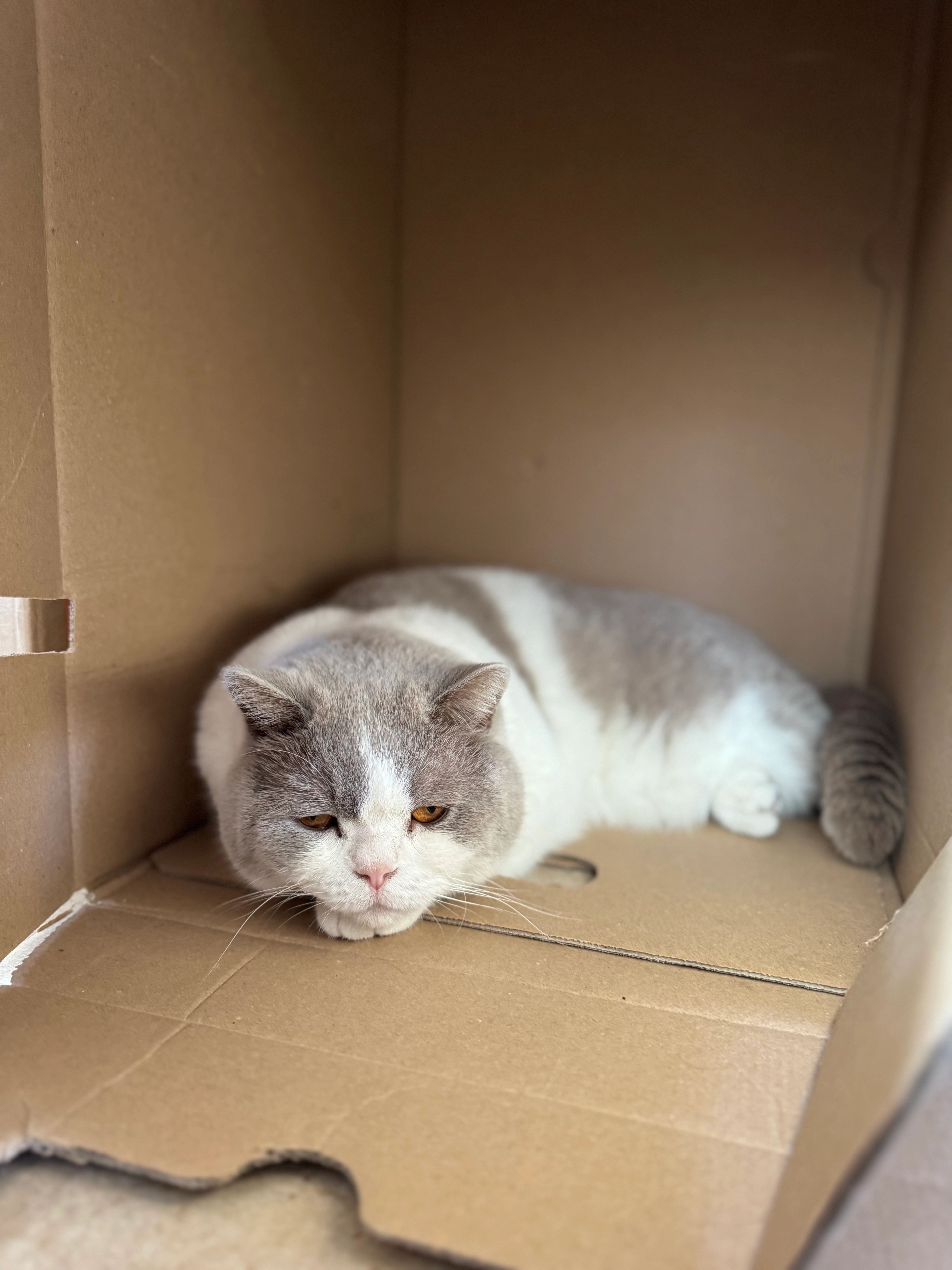 Neptun - Salzstraße 1, Bisamberg