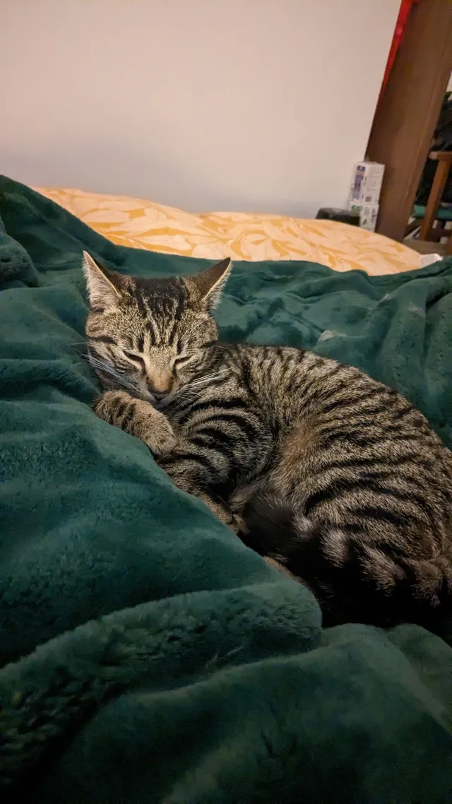 Ozzy - Firwood Avenue, St Albans