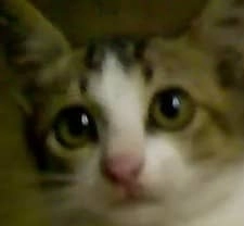 xiao mao - 08000, Sungai Petani