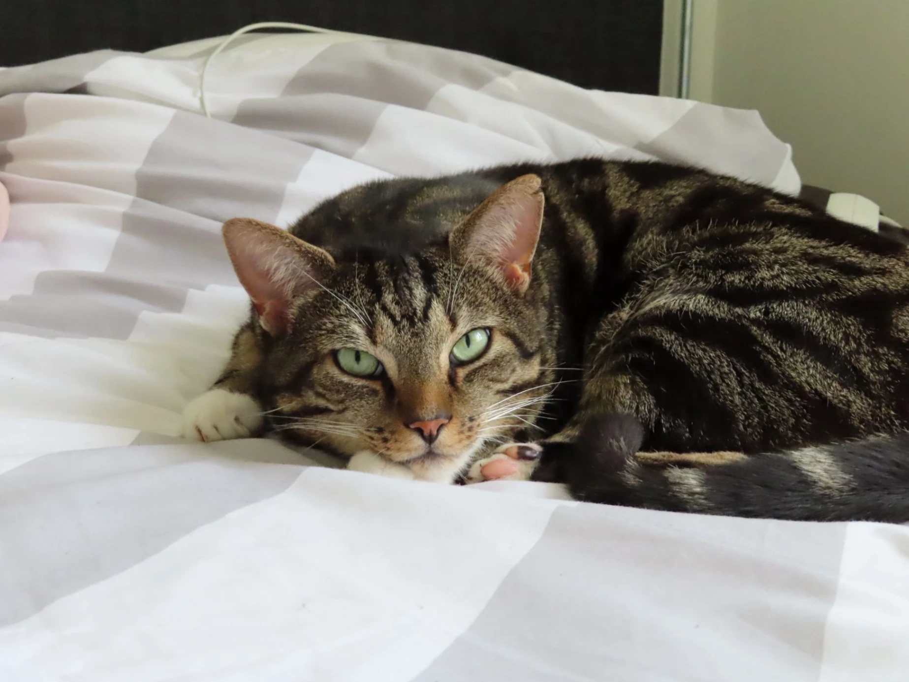 Biggie - Kanunnik Jansenlaan, Turnhout