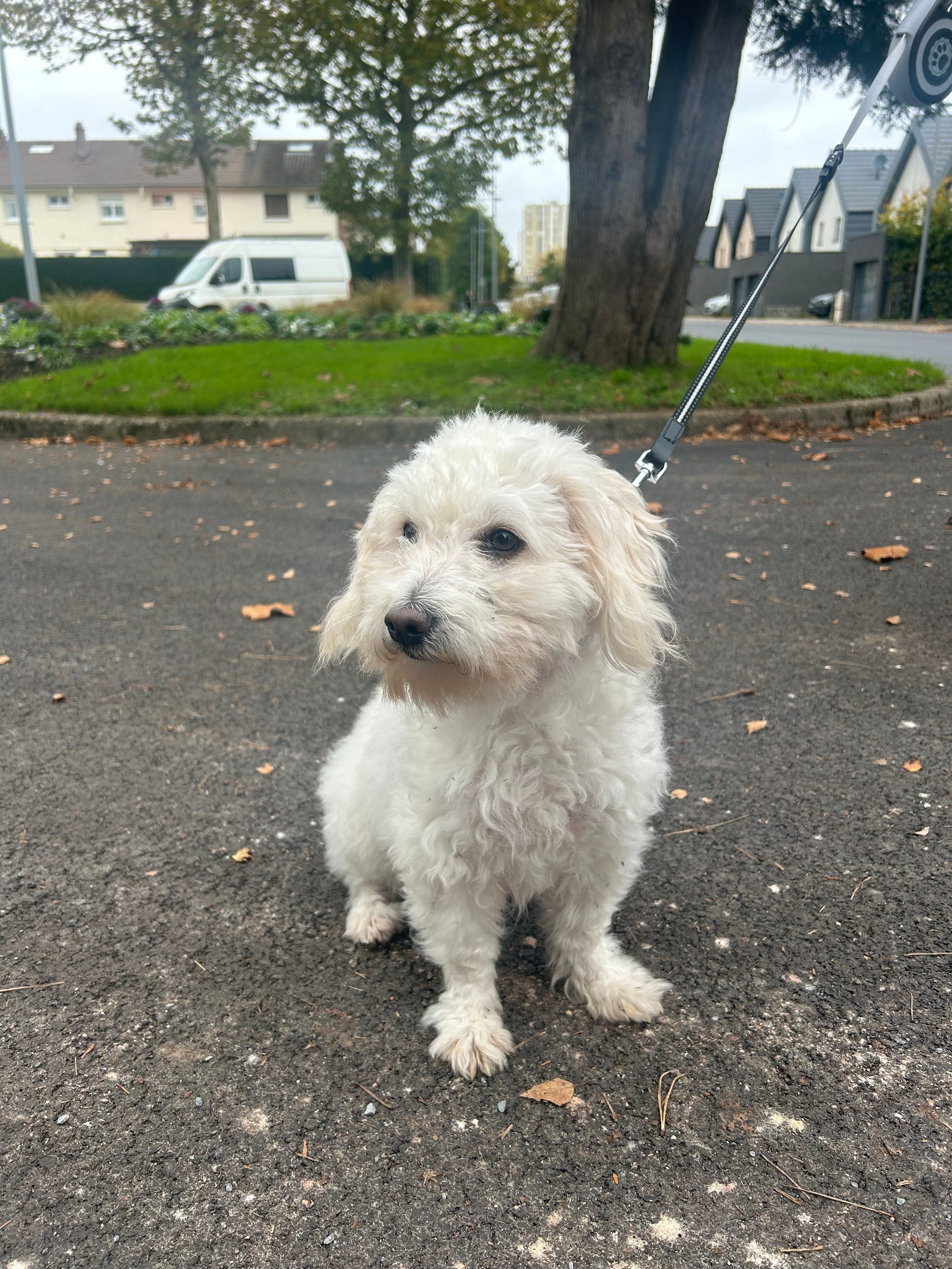 Nala - Rue Hector Berlioz, Rouen