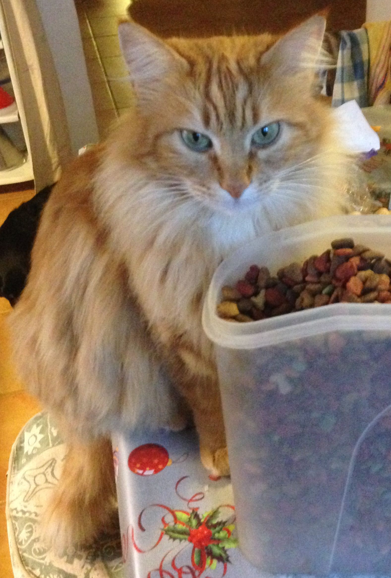 Natascha - Disseminat Polígon 09, Portocristo