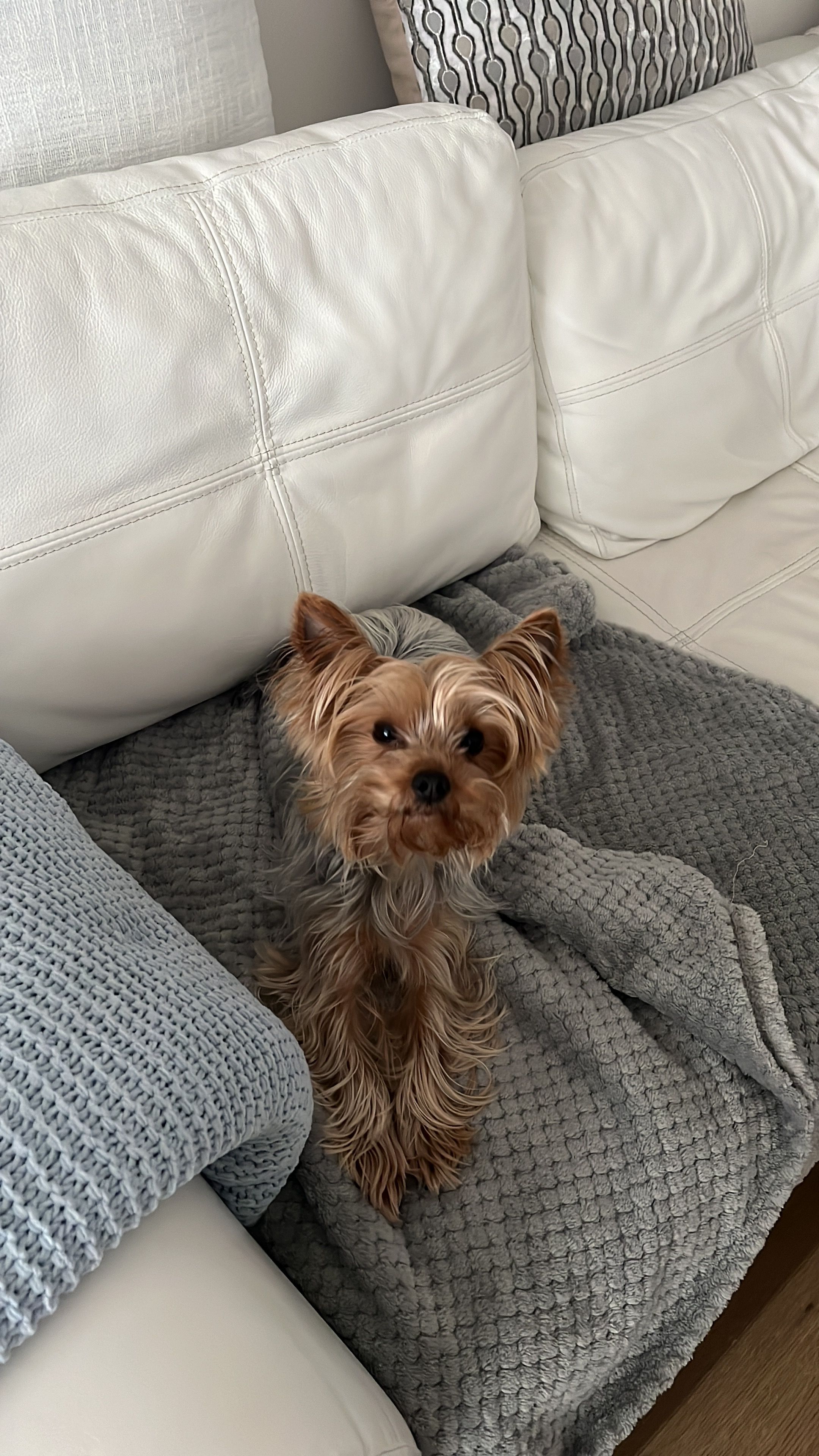 Toby  - Ruxley Close, Sidcup