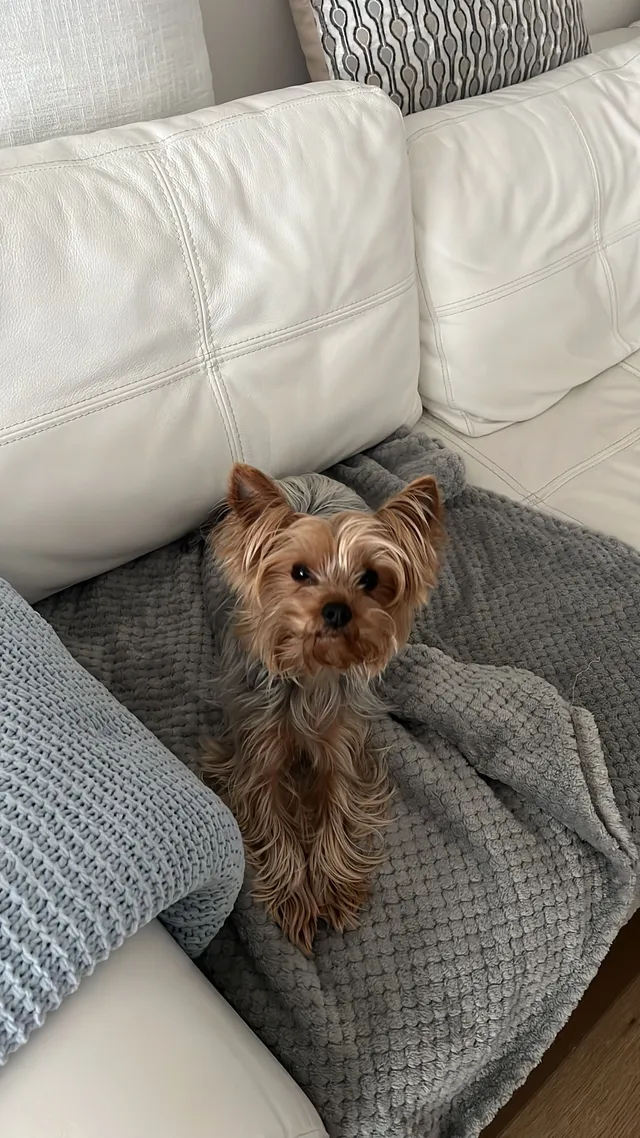 Toby  - Ruxley Close, Sidcup