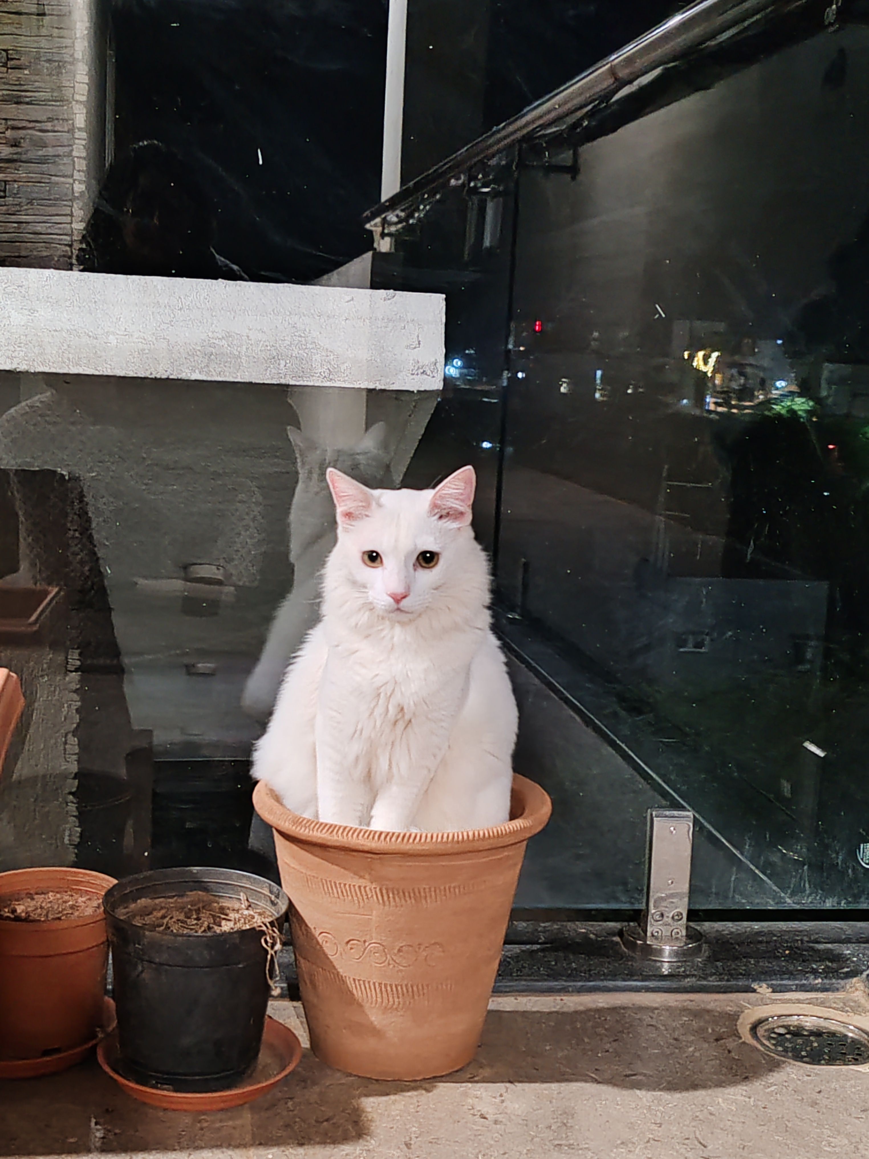 Snowy - Nrupathunga Betta Road, Hubballi